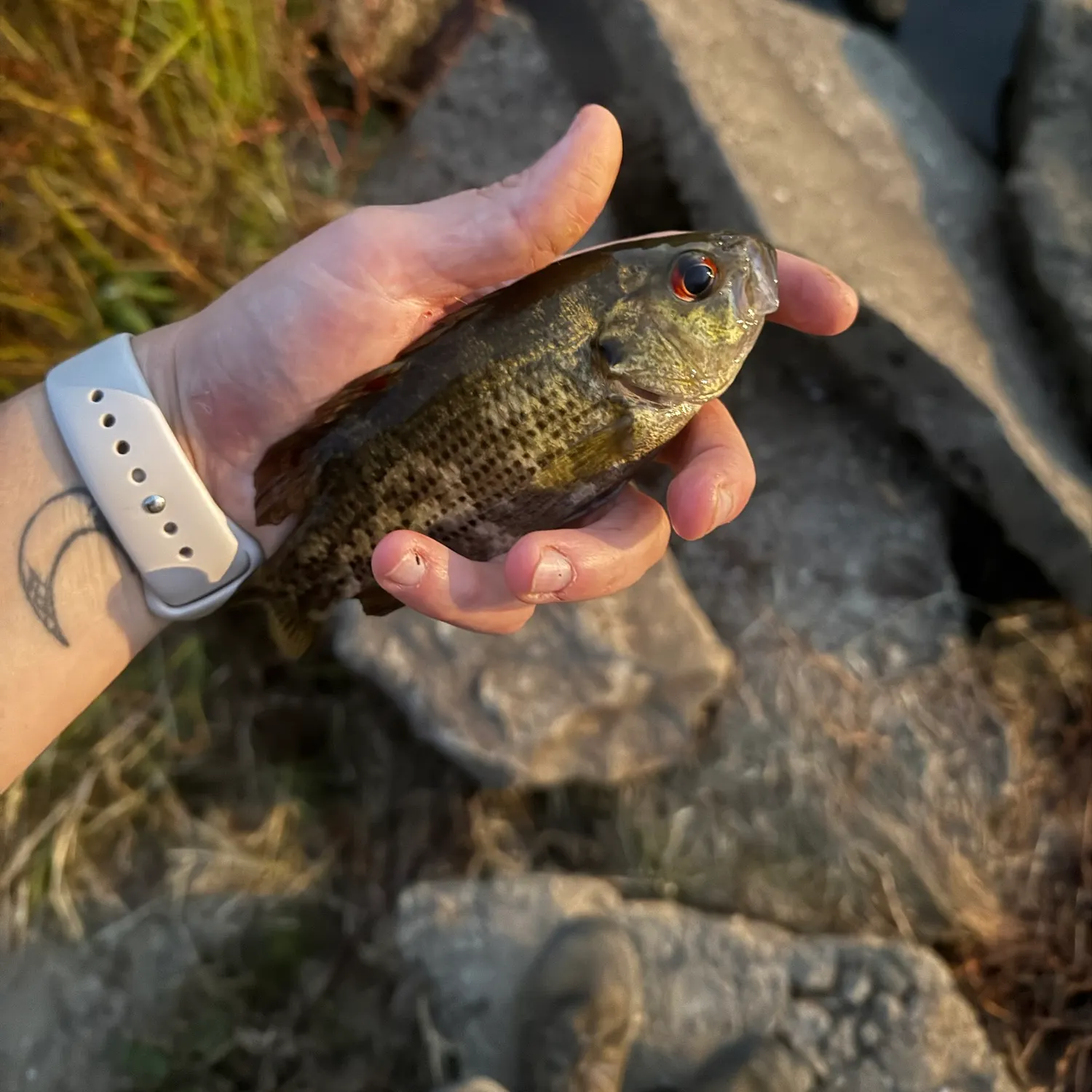 Rock bass caught on Fishbrain