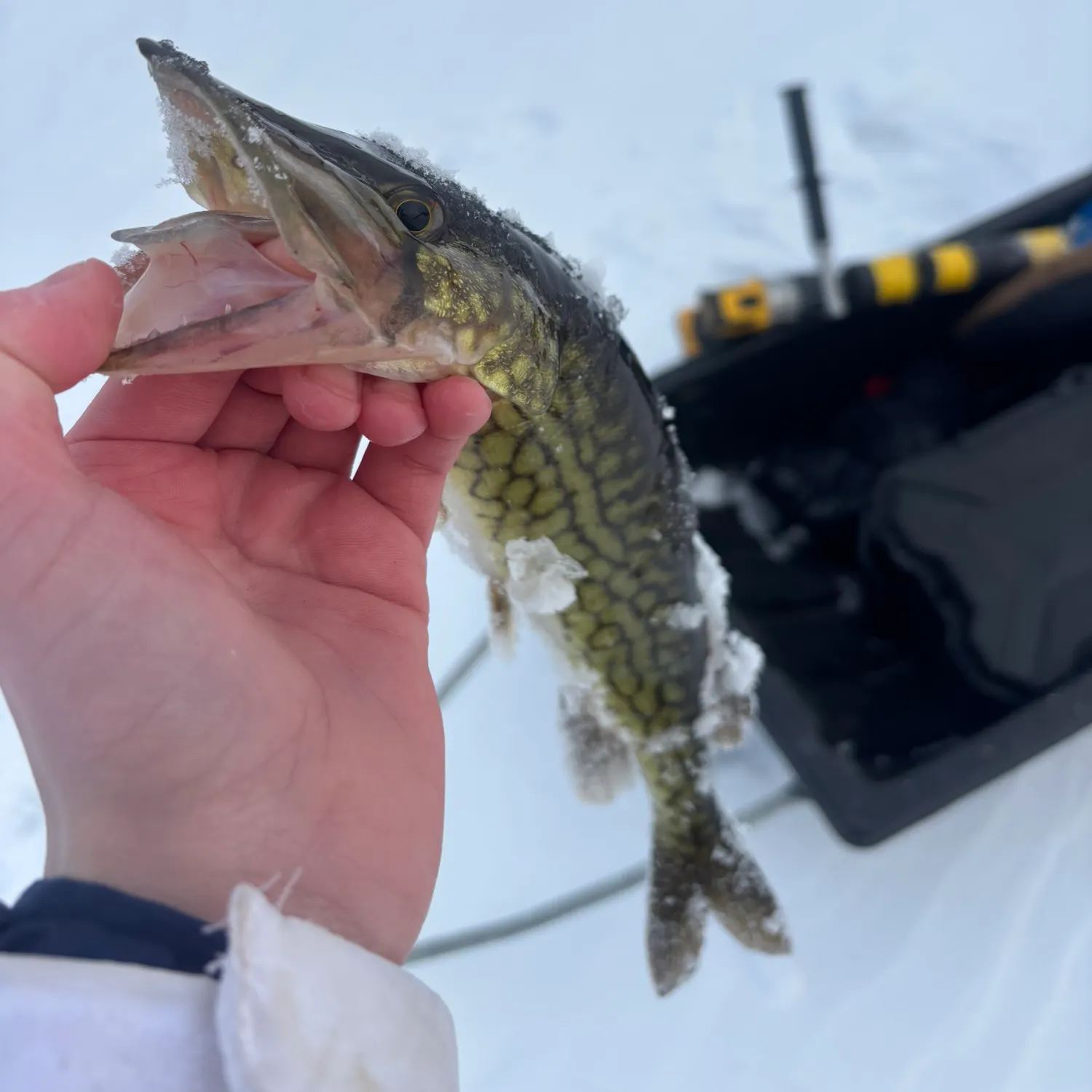 The most recent Chain pickerel catches on Fishbrain