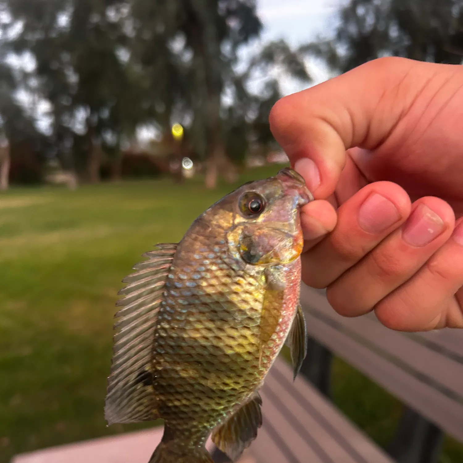 catch