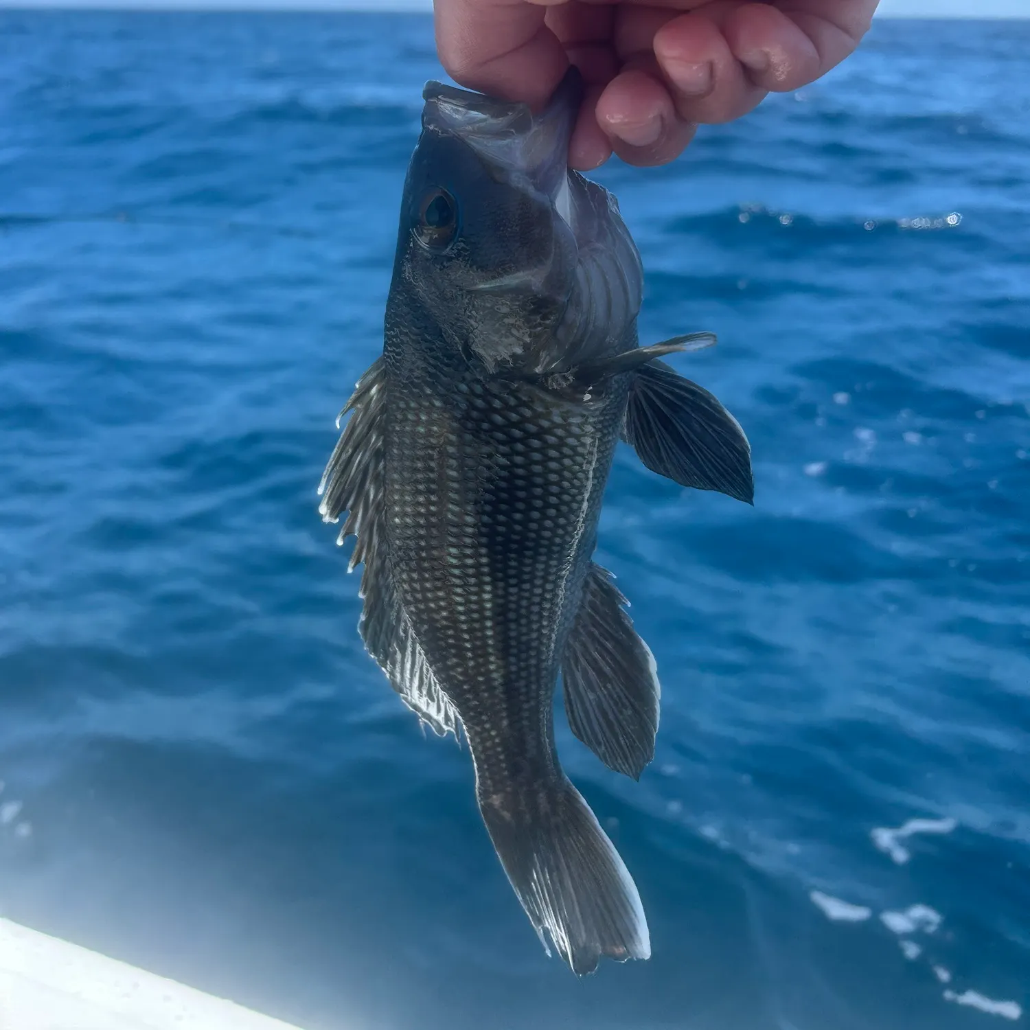 The most recent Black sea bass catches on Fishbrain