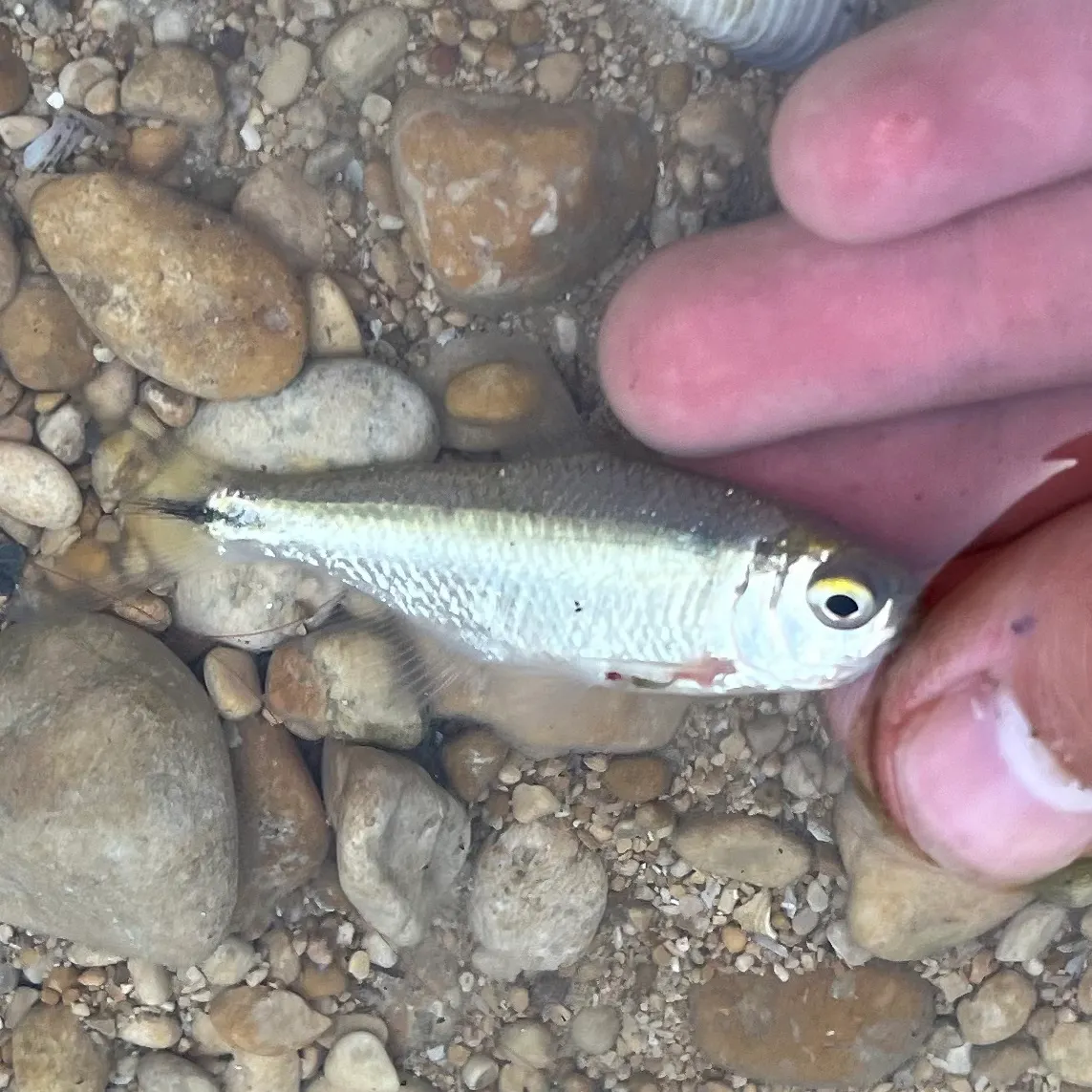 The most recent Texan tetra catches on Fishbrain