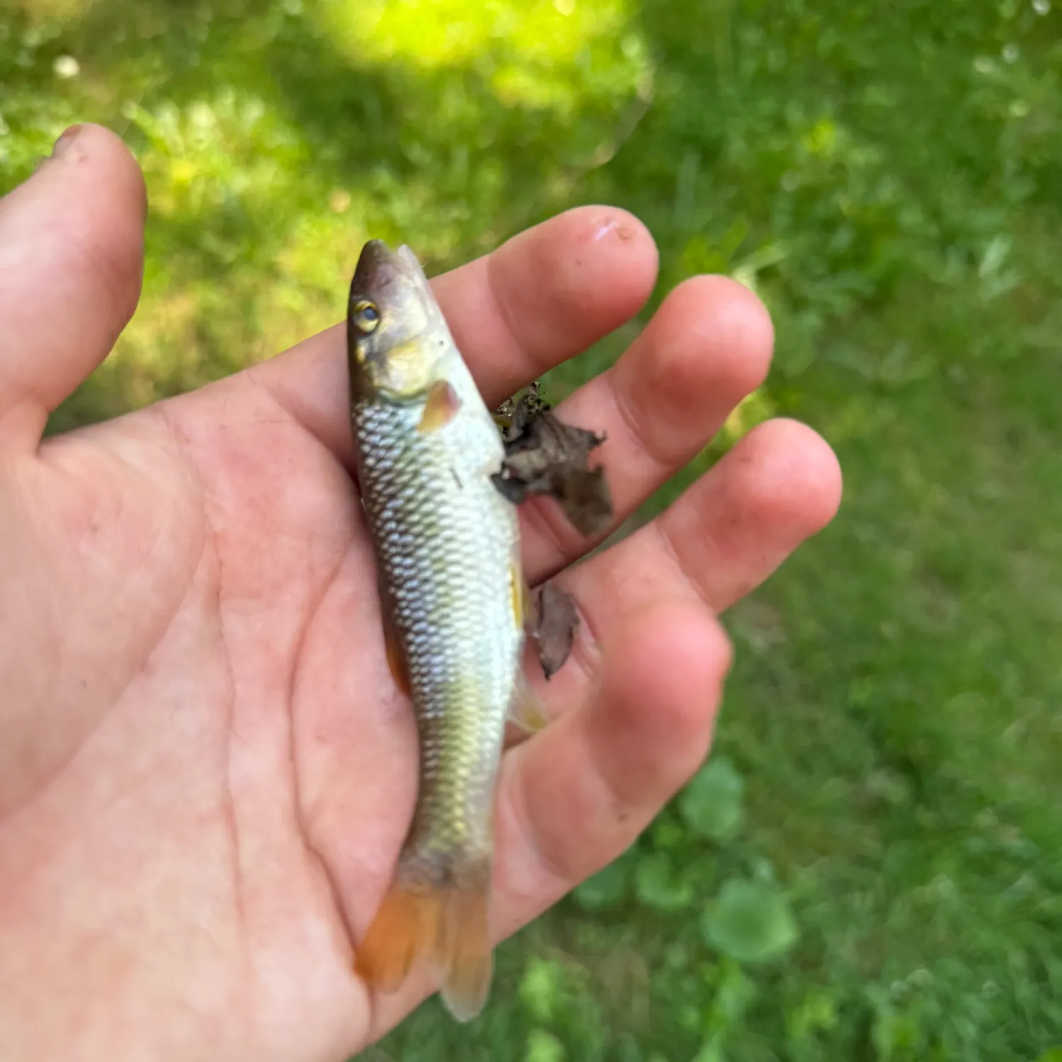 The most recent Redspot chub catches on Fishbrain