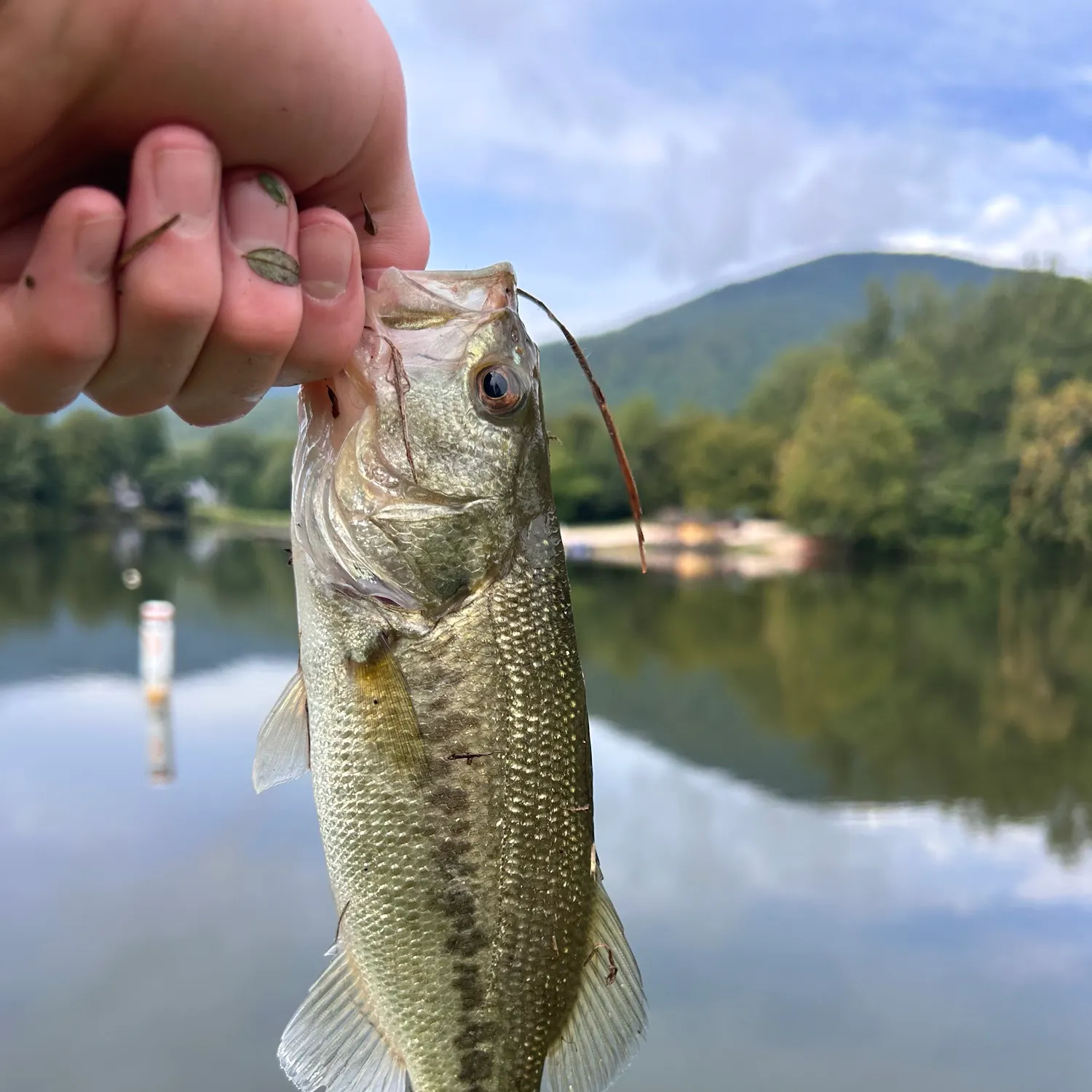 Fish caught on Fishbrain