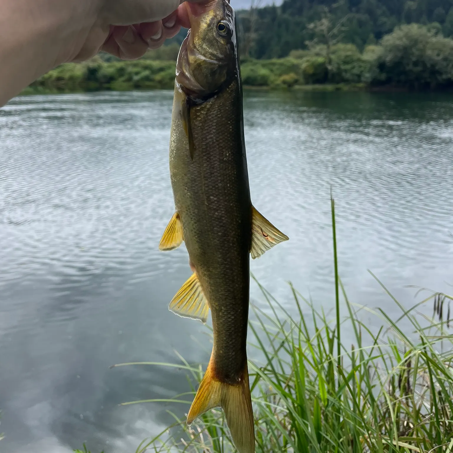 The most recent Umpqua pikeminnow catches on Fishbrain