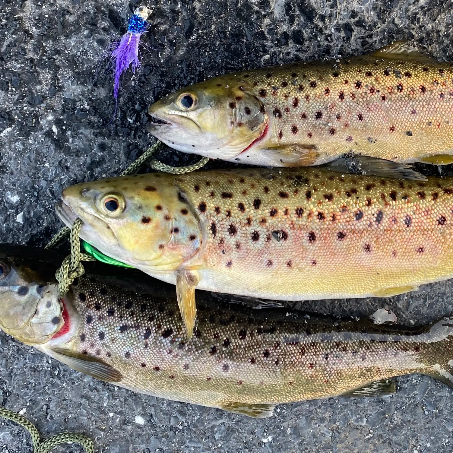 recently logged catches