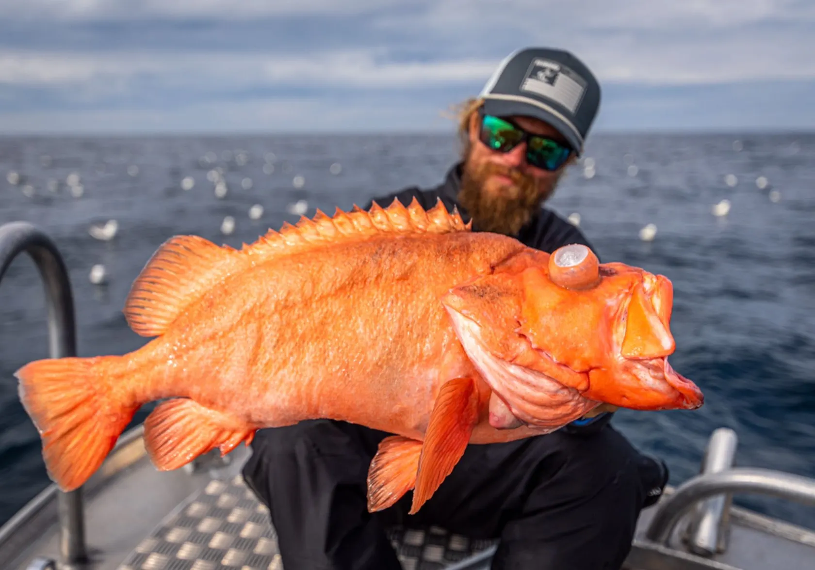 Atlantic ocean perch