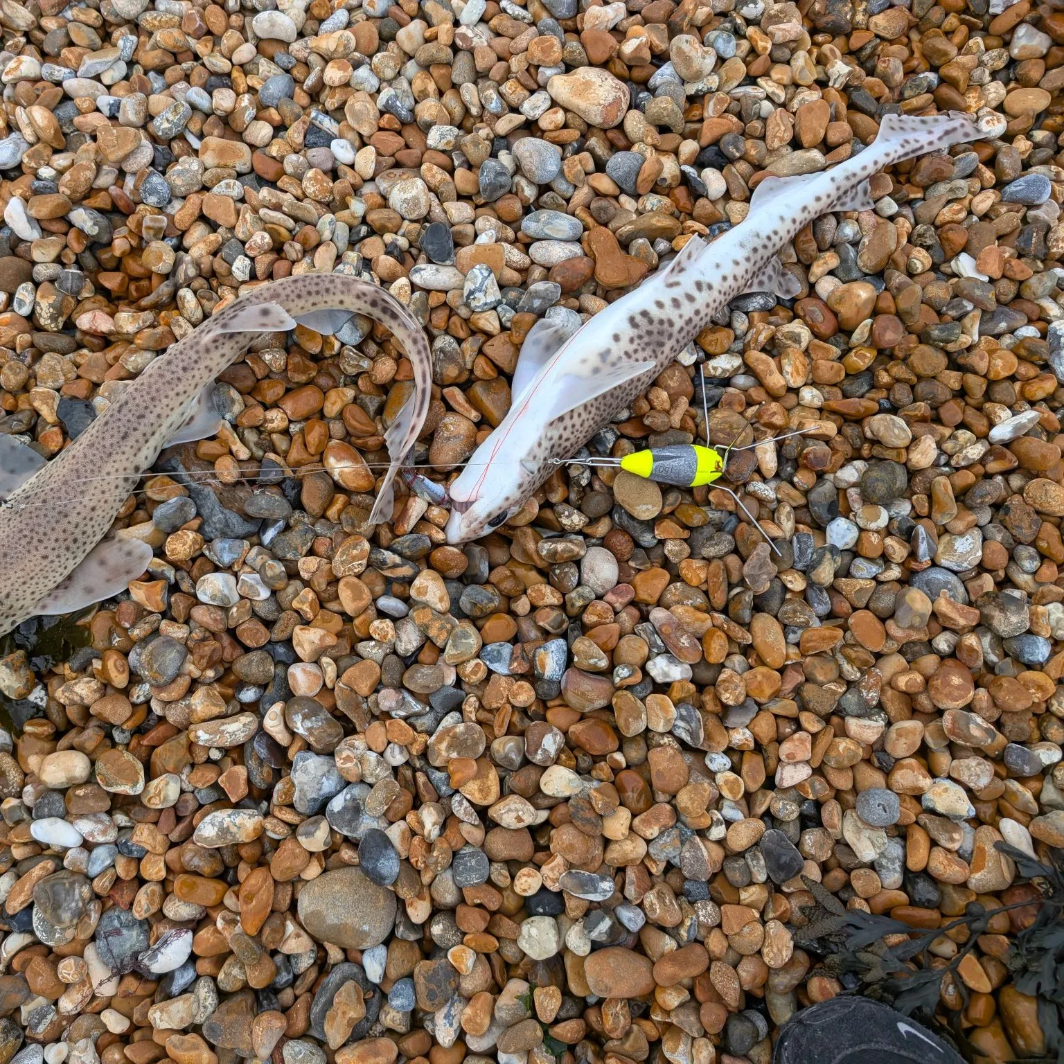 The most recent Lesser spotted dogfish catches on Fishbrain