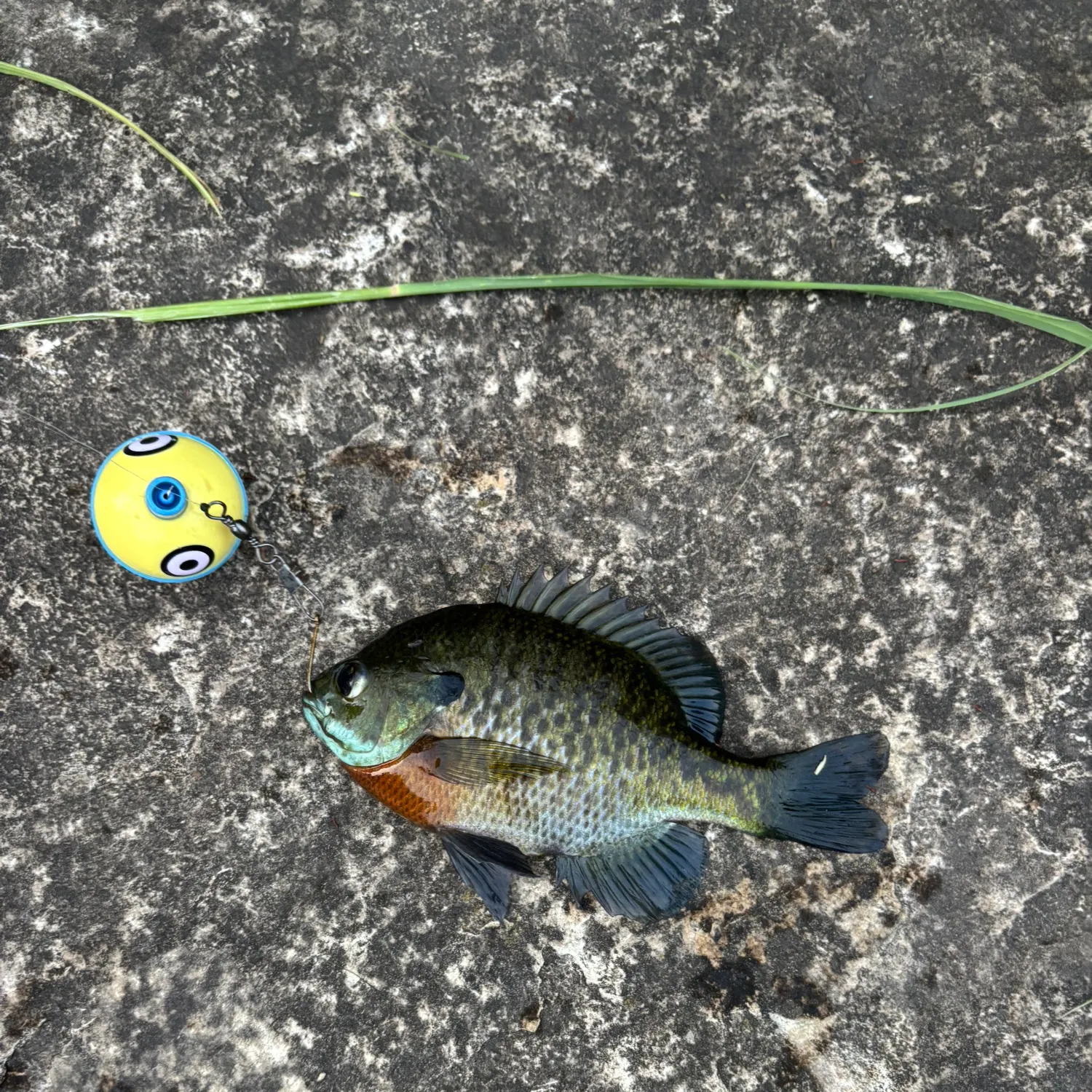 Bluegill caught on Fishbrain