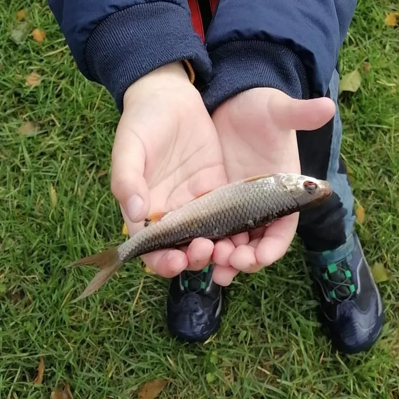 The most recent Common roach catches on Fishbrain