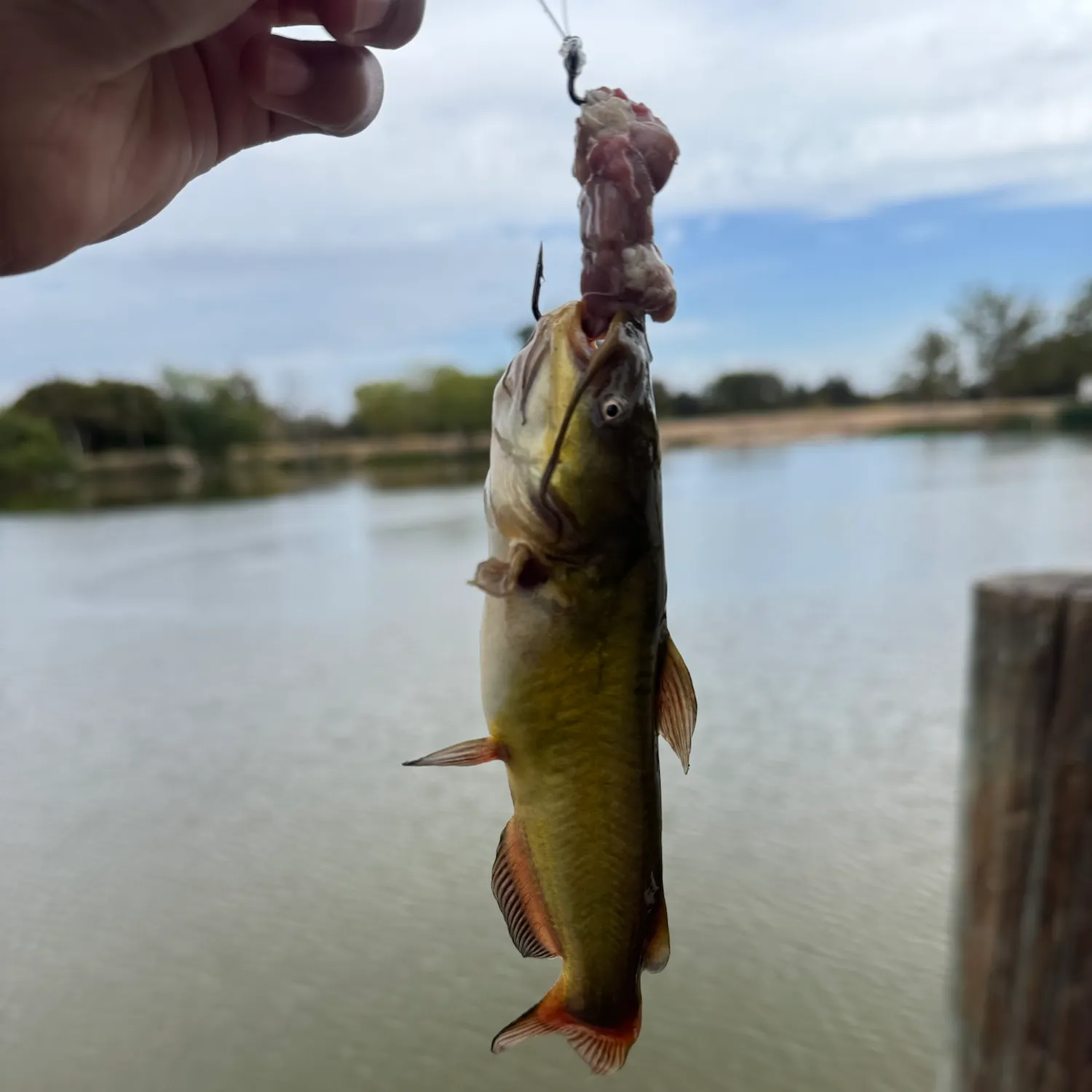 Yellow bullhead caught on Fishbrain