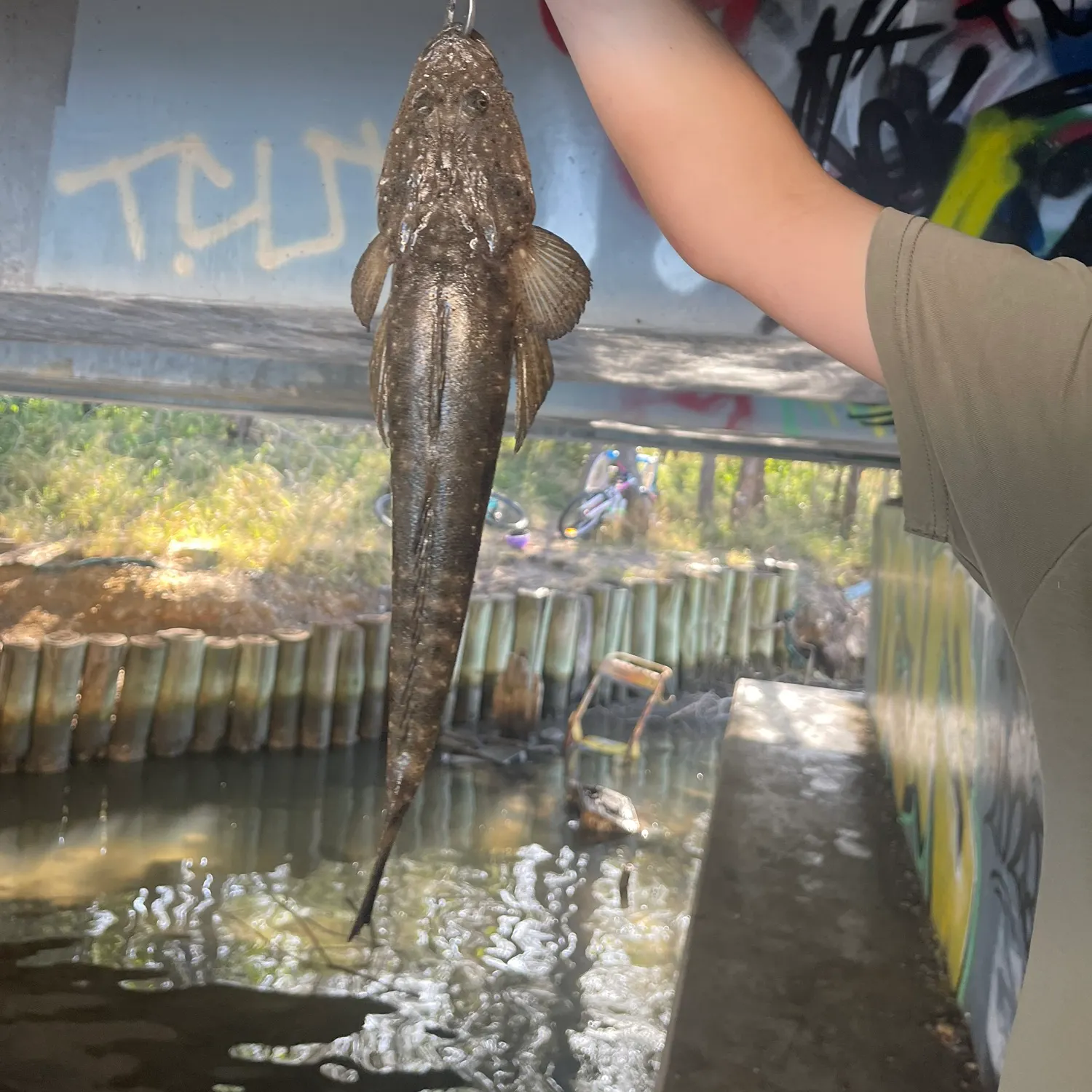 Dusky flathead caught on Fishbrain