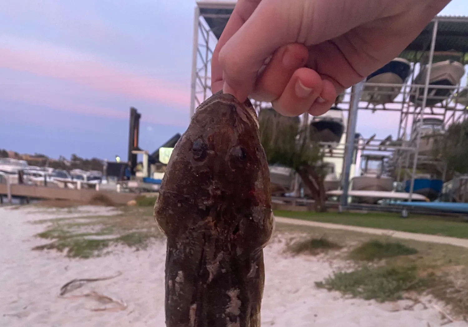 Fringe-eyed flathead