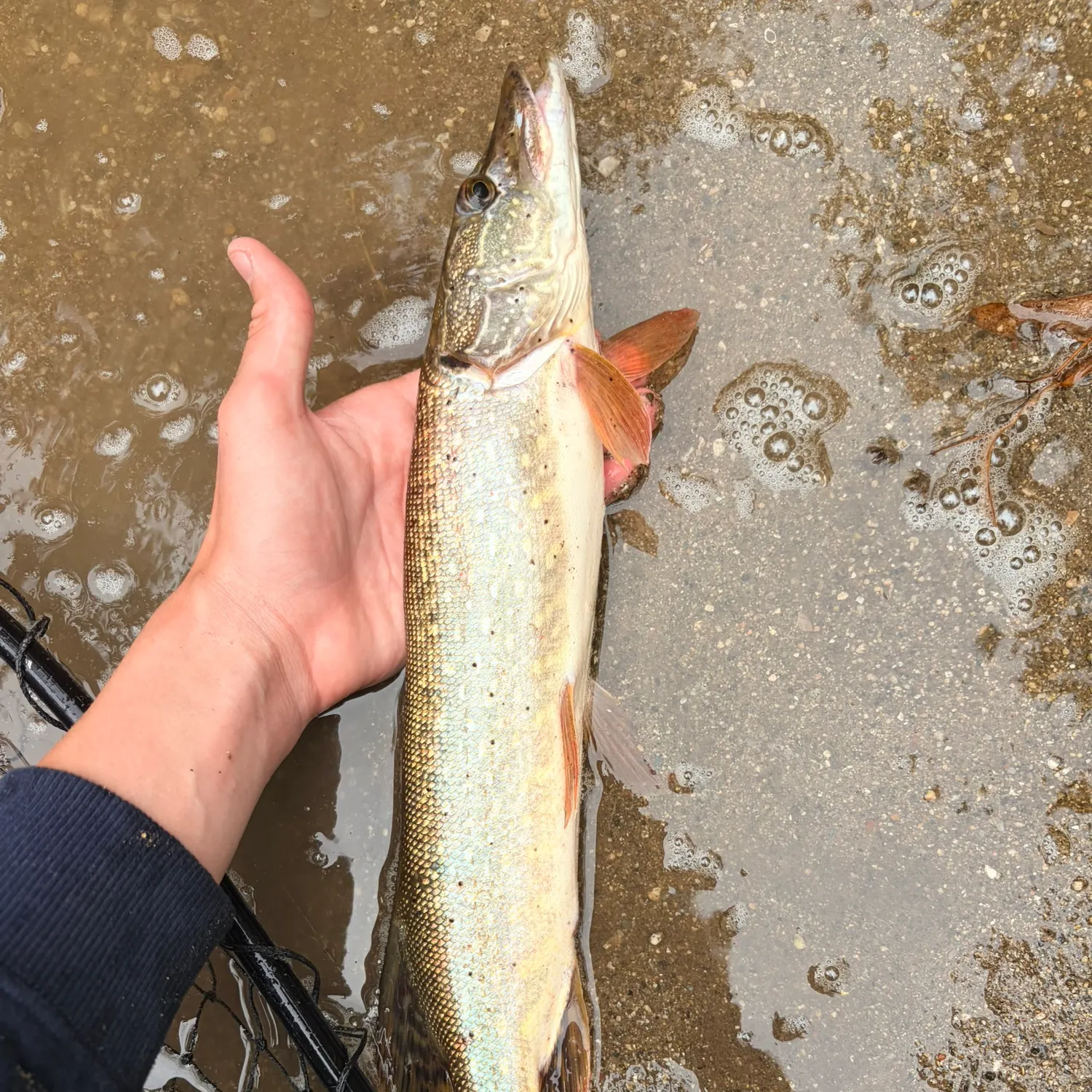 Northern pike caught on Fishbrain