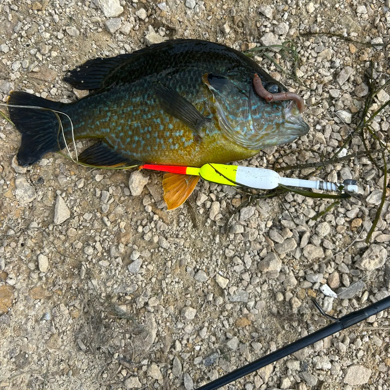 The most recent Greengill hybrid catches on Fishbrain