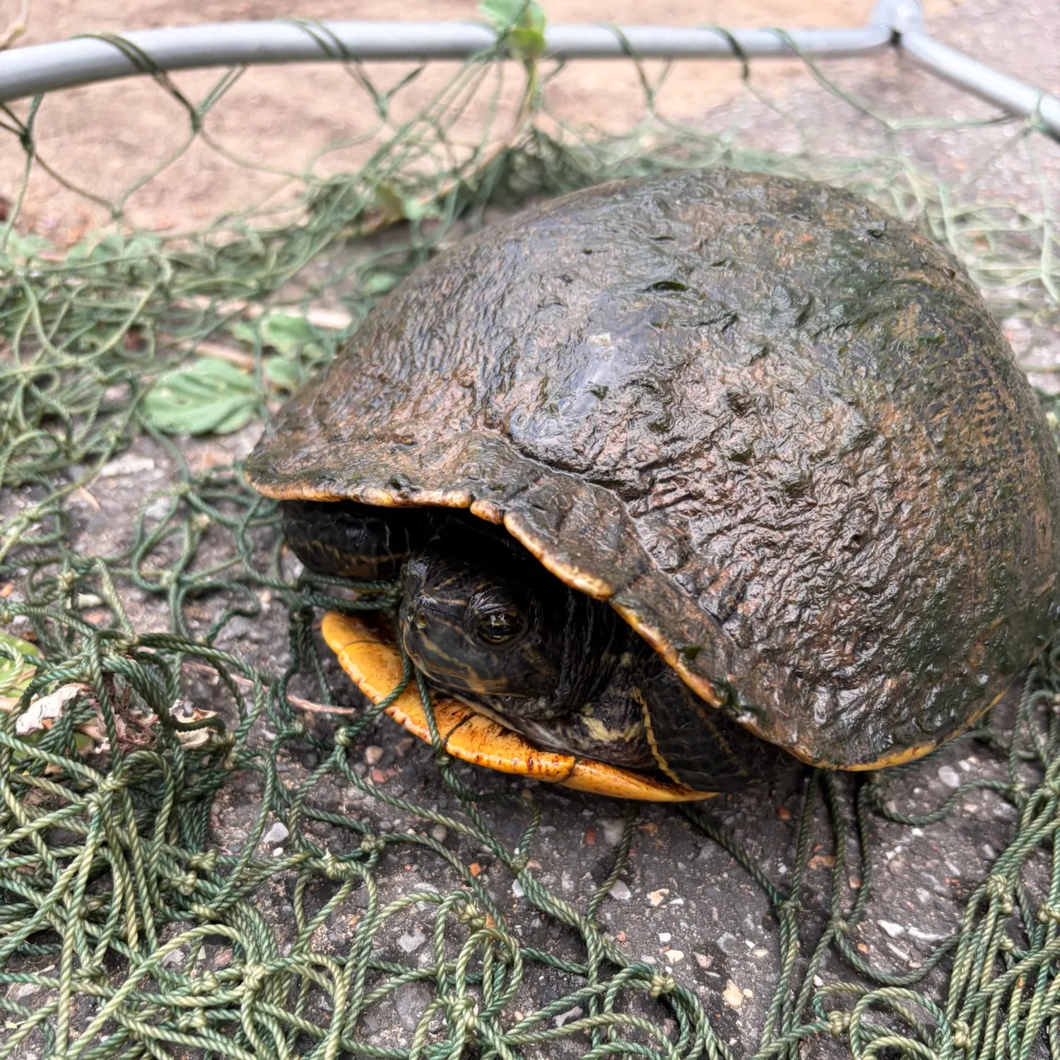 The most recent Eastern musk turtle catches on Fishbrain
