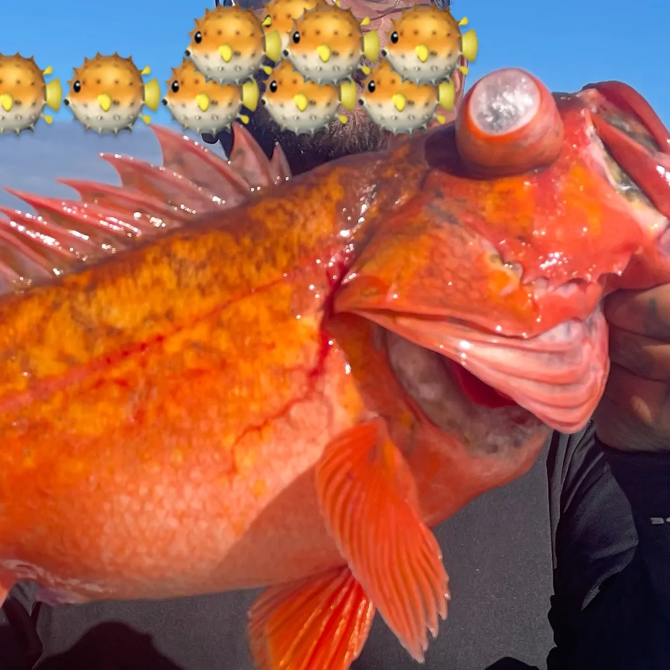 The most recent Cowcod rockfish catches on Fishbrain