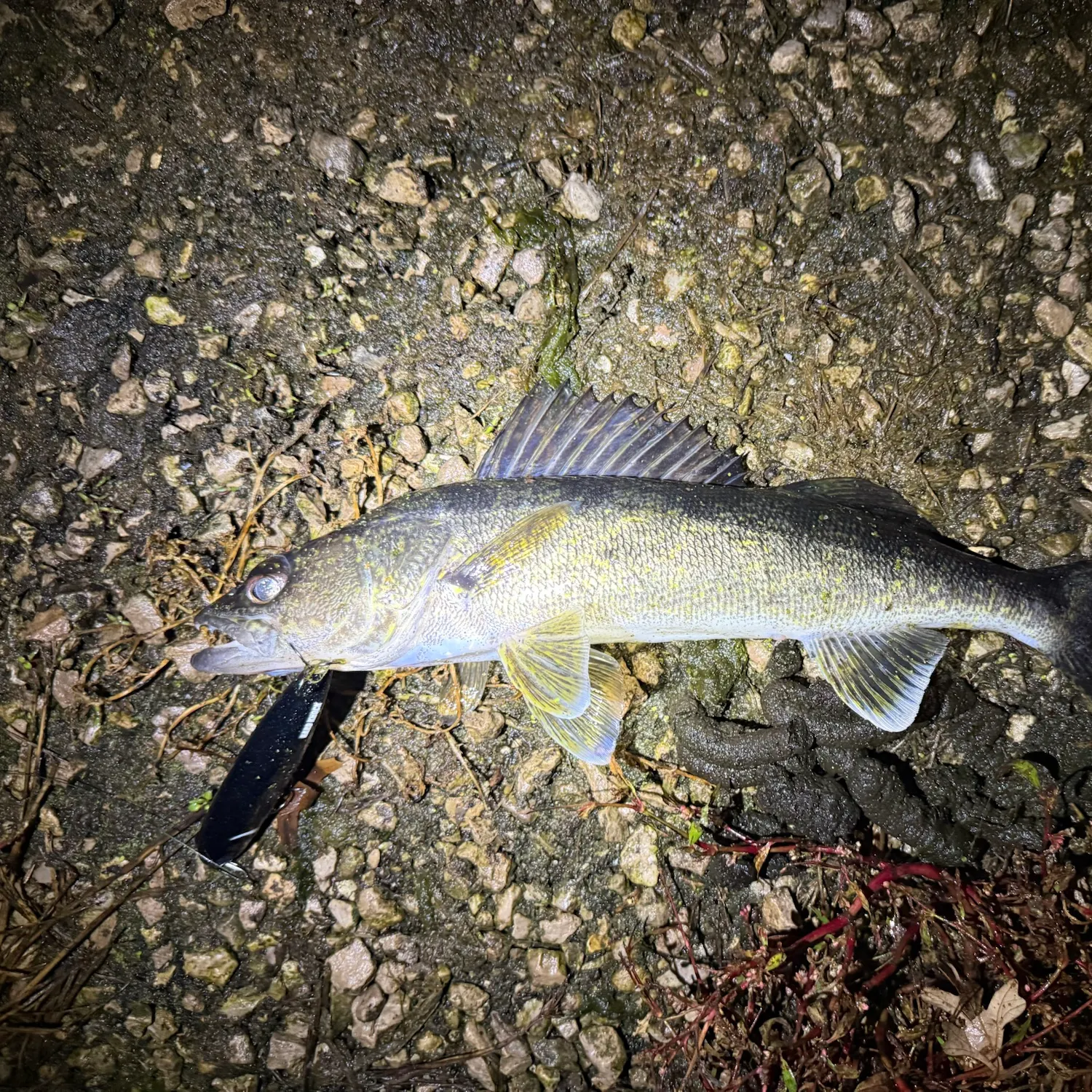Walleye caught on Fishbrain