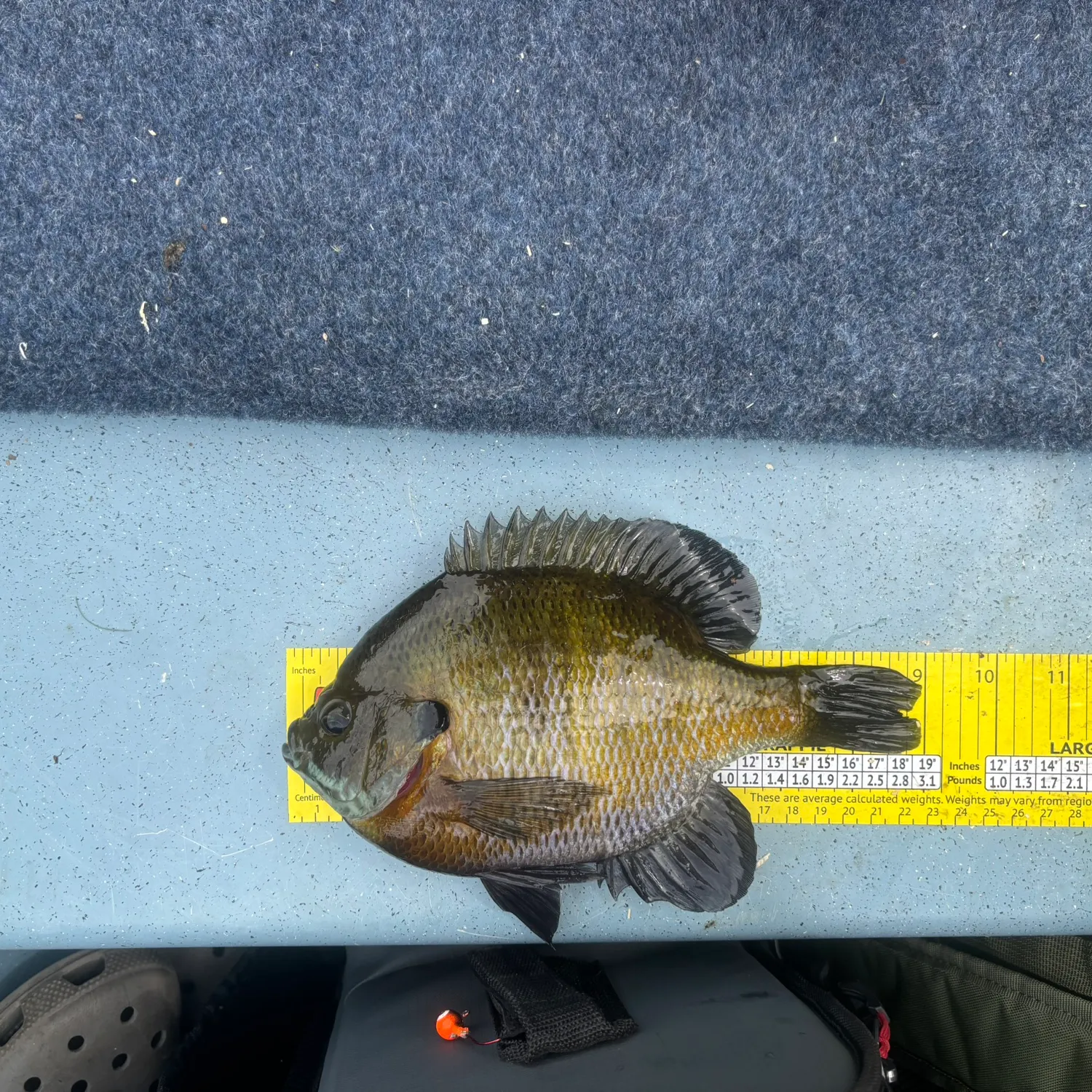 recently logged catches