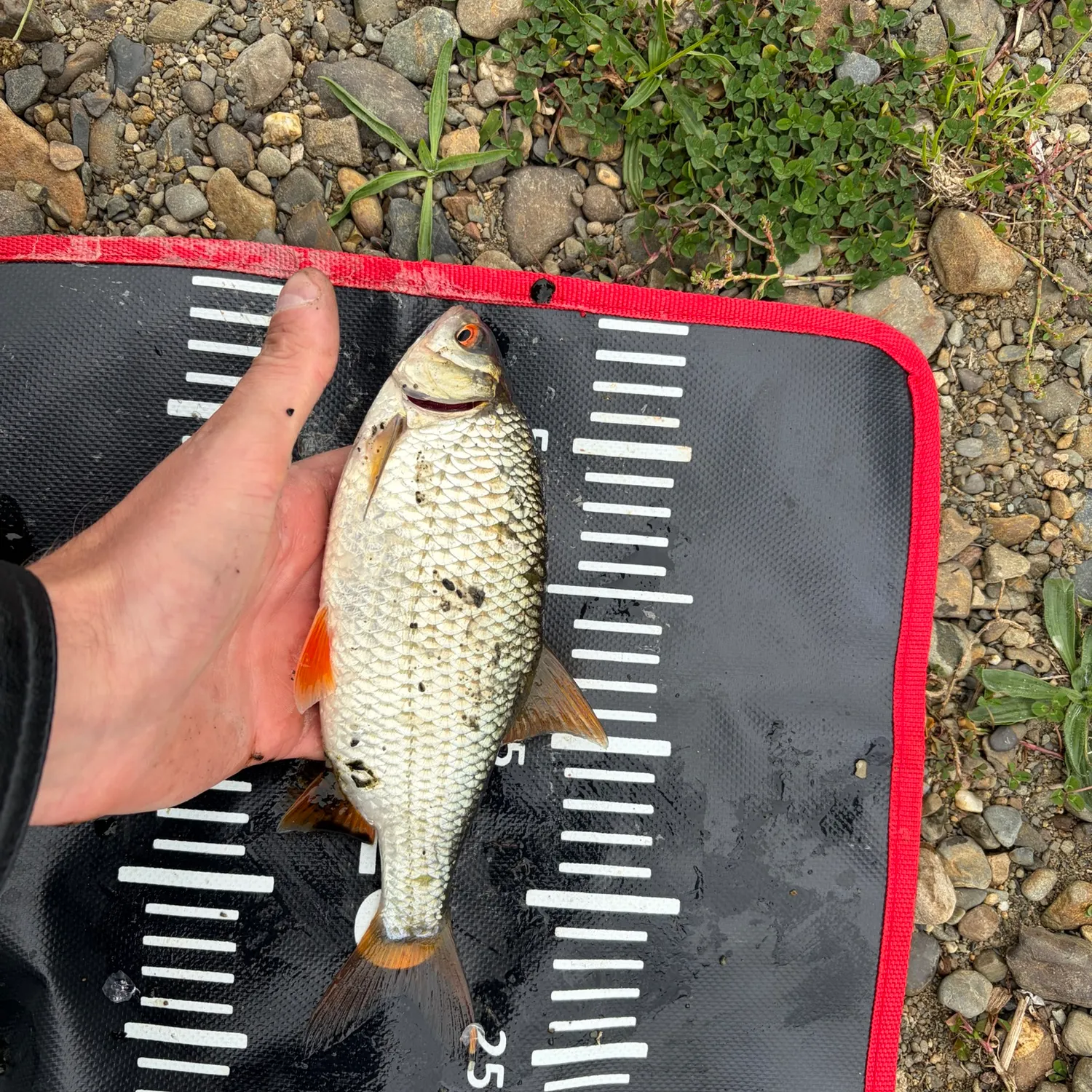 Common rudd caught on Fishbrain
