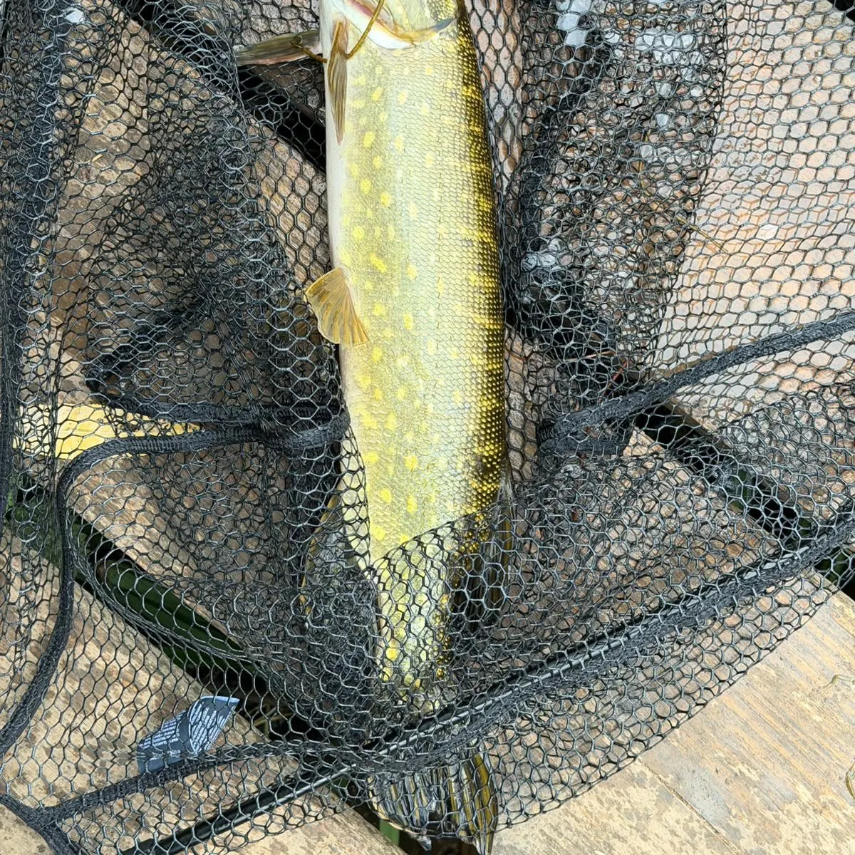 Northern pike caught on Fishbrain