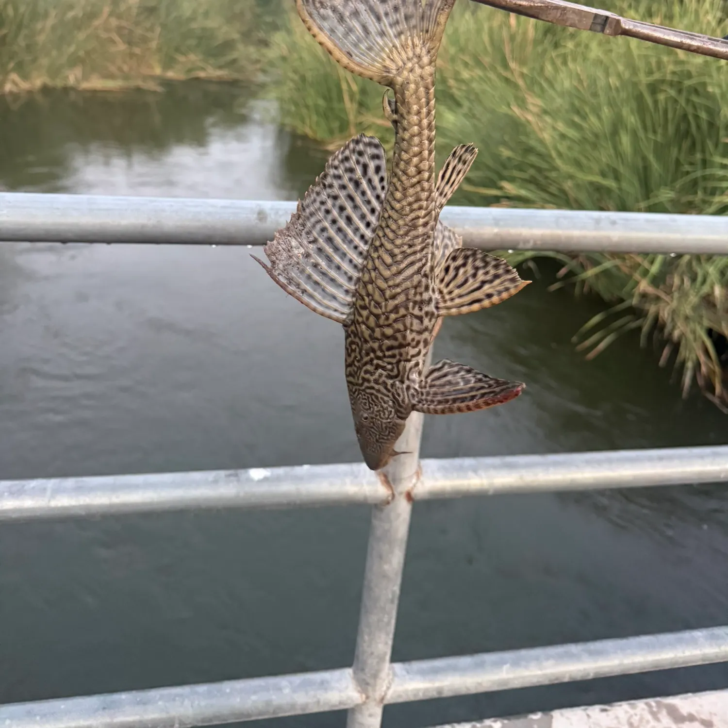 Suckermouth catfish caught on Fishbrain