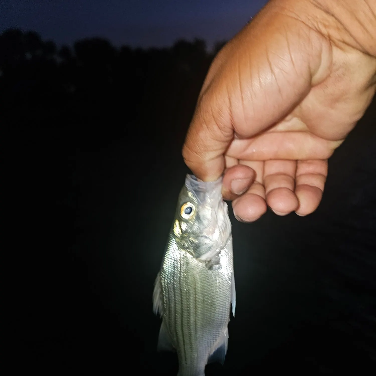 White bass caught on Fishbrain