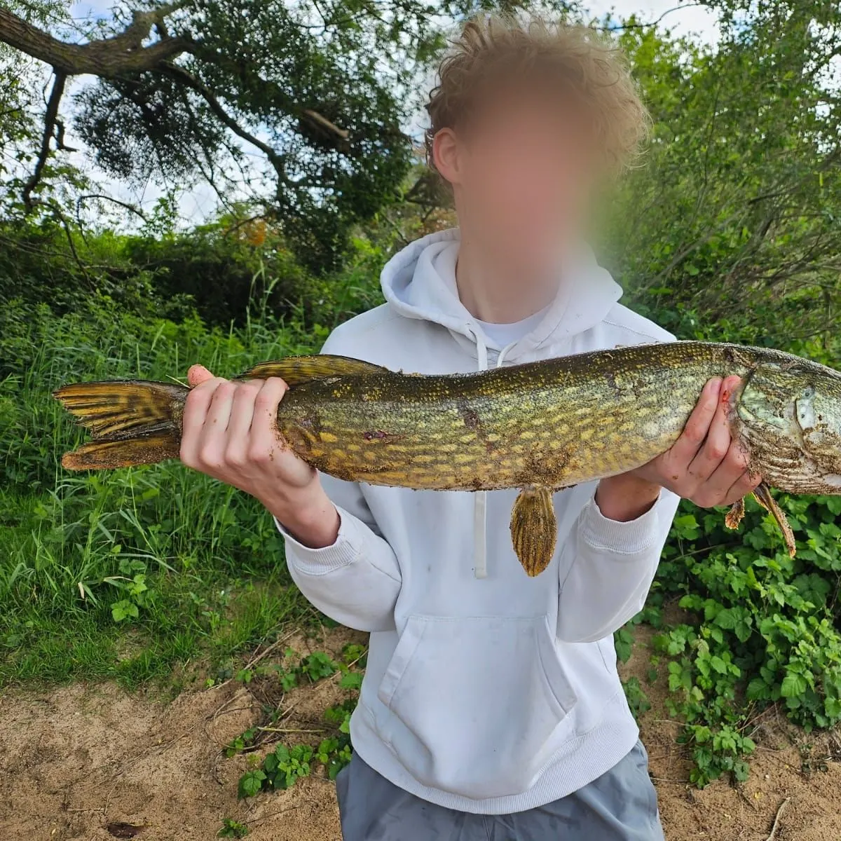 Northern pike caught on Fishbrain