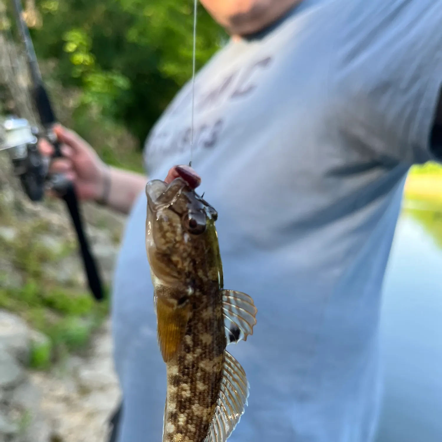 The most recent Round goby catches on Fishbrain