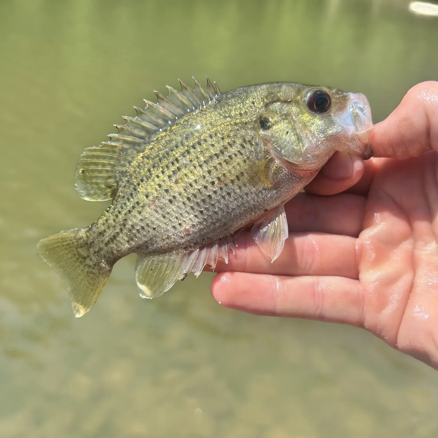 The most recent Mud sunfish catches on Fishbrain
