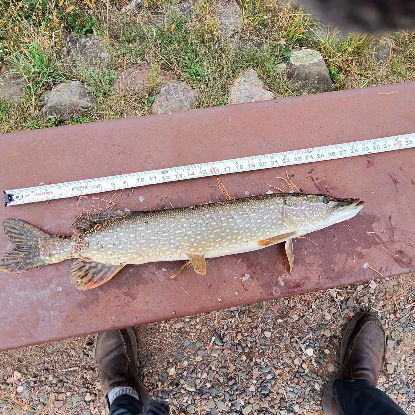 Northern pike caught on Fishbrain