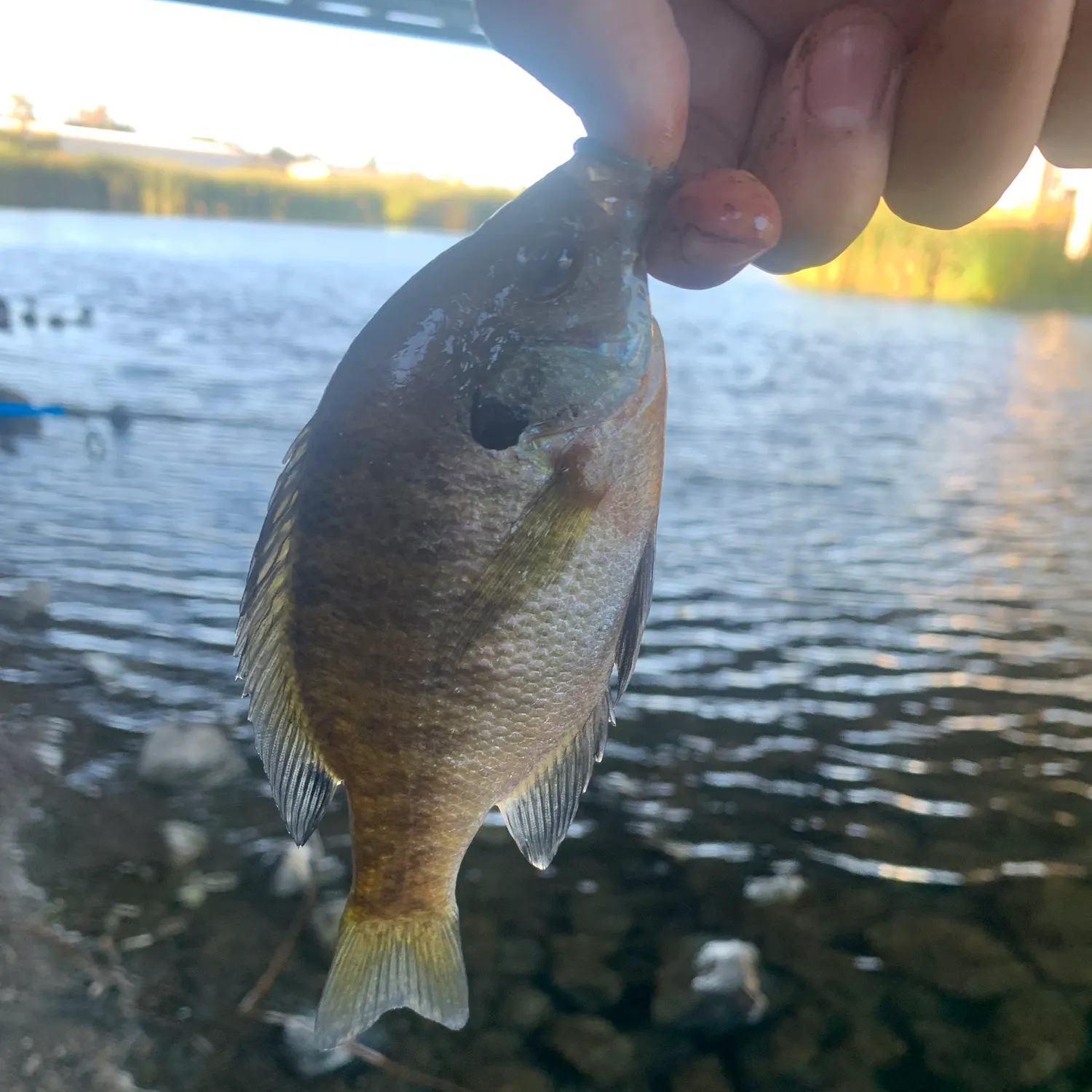 Bluegill caught on Fishbrain
