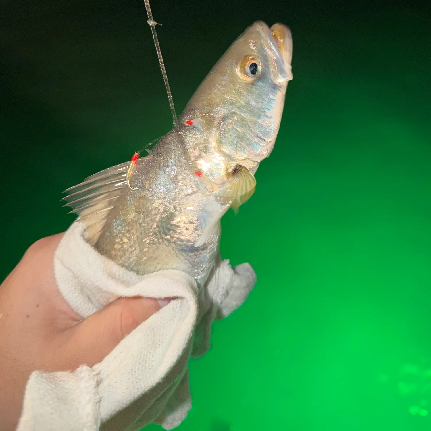Sand seatrout caught on Fishbrain