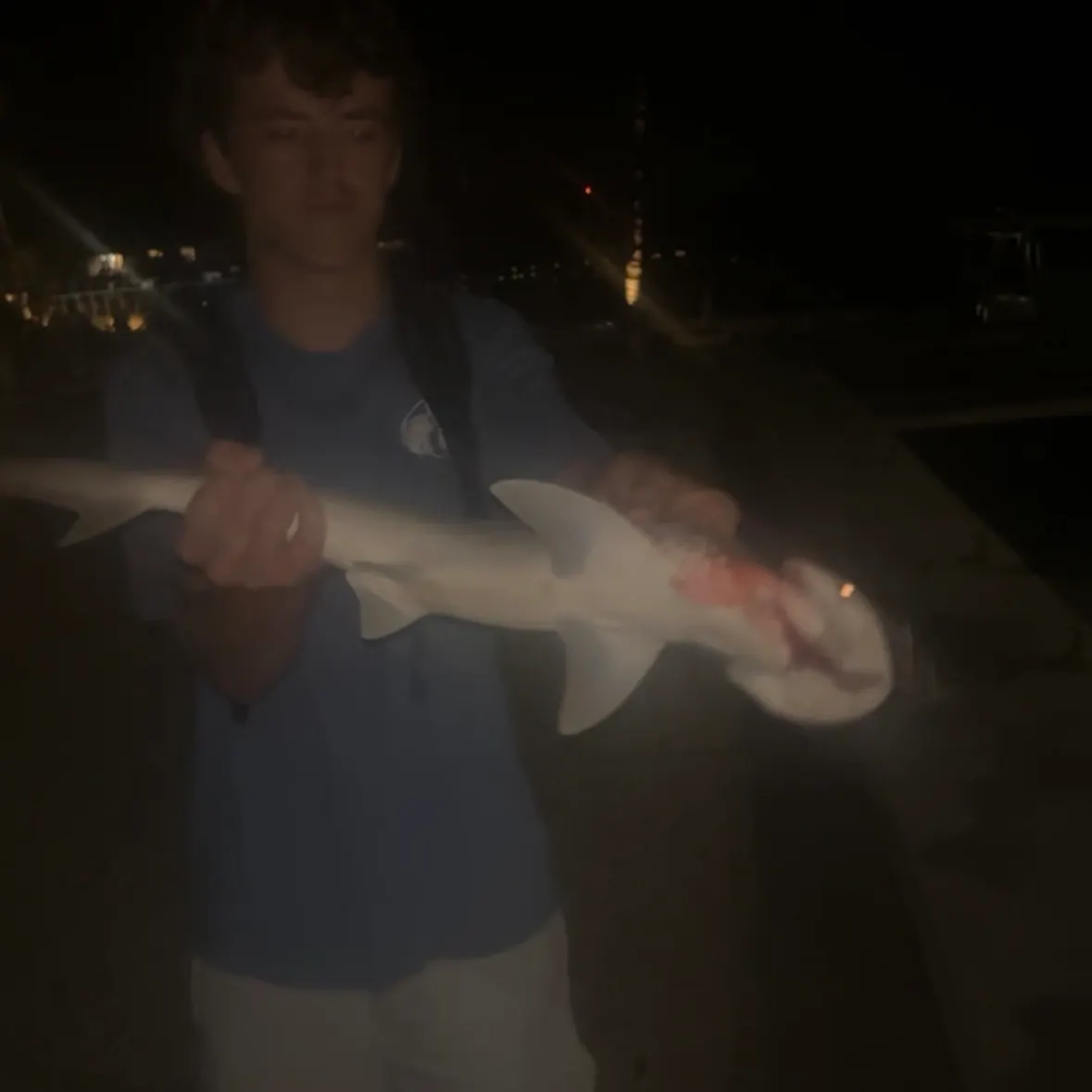 The most recent Bonnethead shark catches on Fishbrain