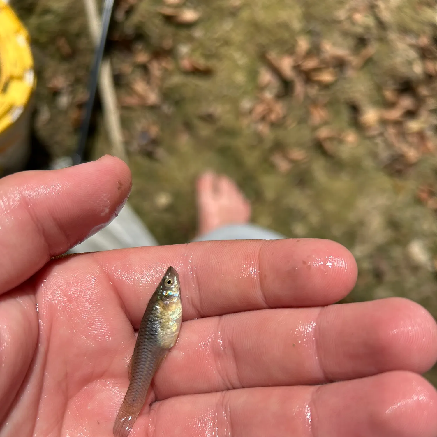 Western mosquitofish caught on Fishbrain
