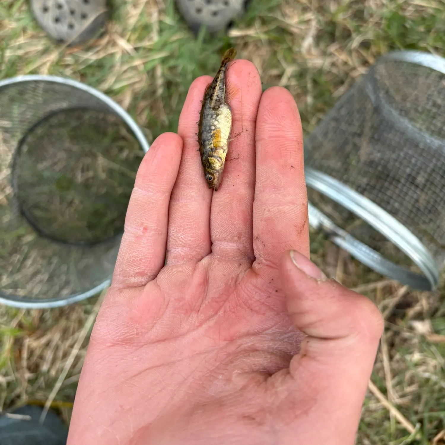 The most recent Burbot catches on Fishbrain