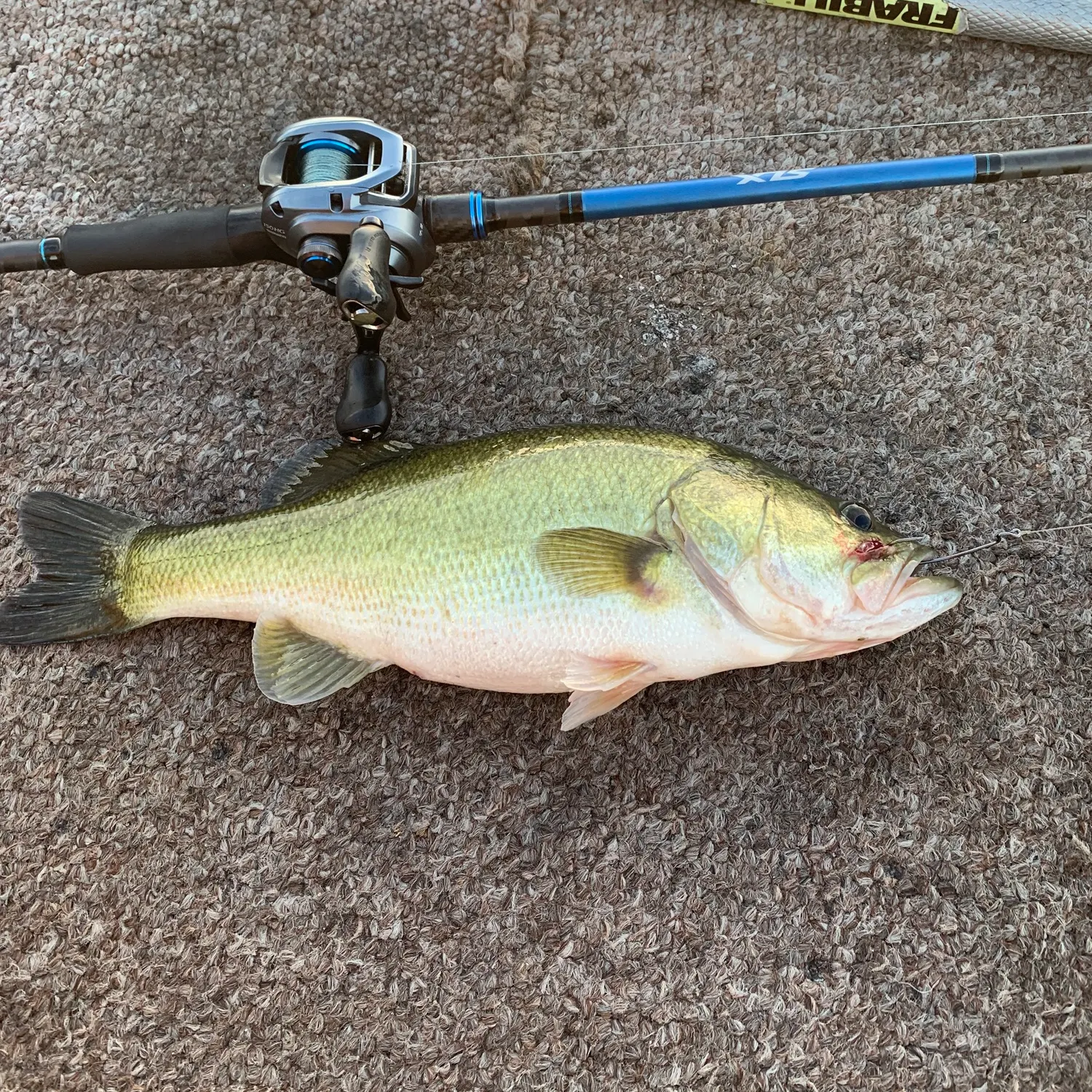 Largemouth bass caught on Fishbrain