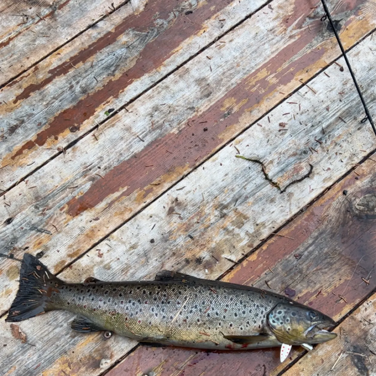 Lake trout caught on Fishbrain