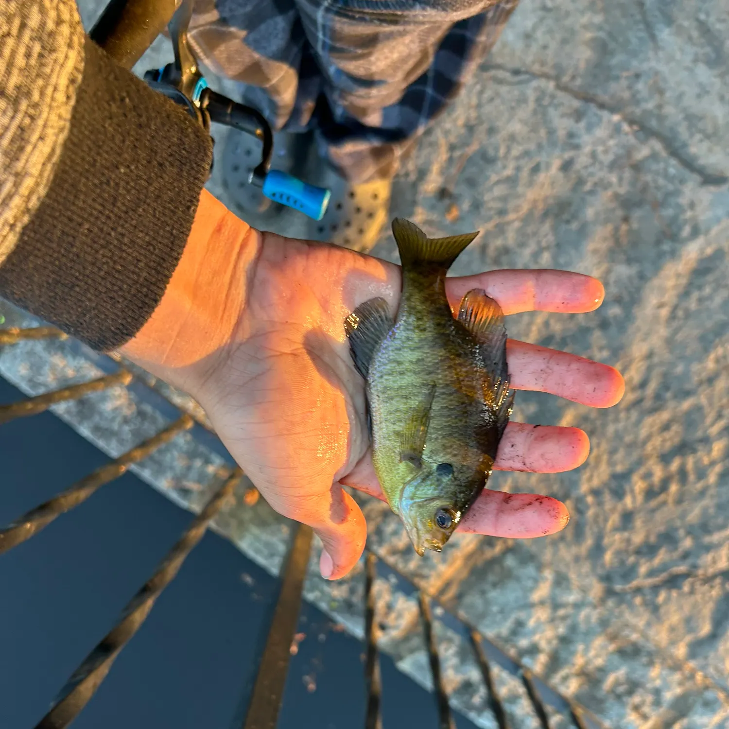 Bluegill caught on Fishbrain
