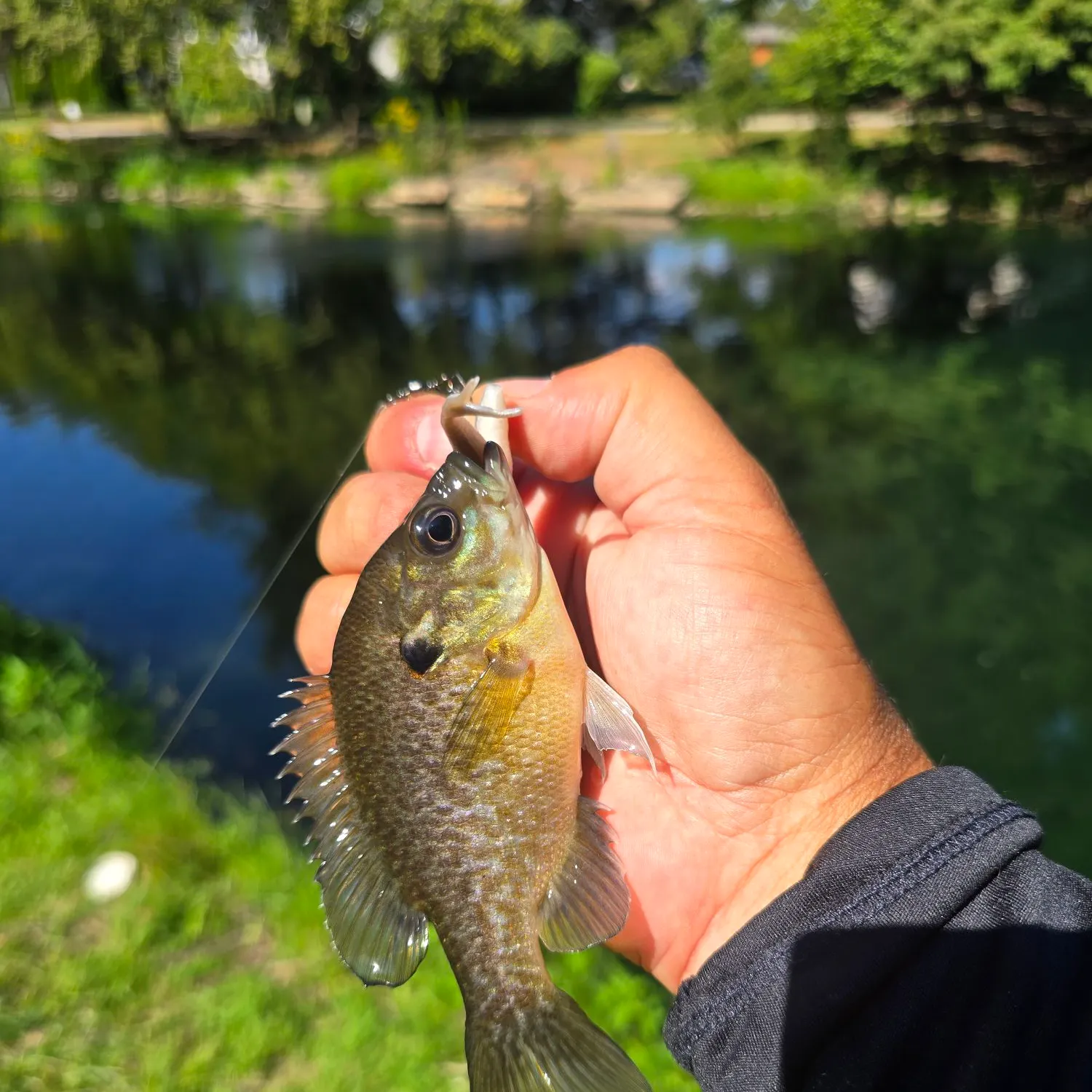 Greengill hybrid caught on Fishbrain