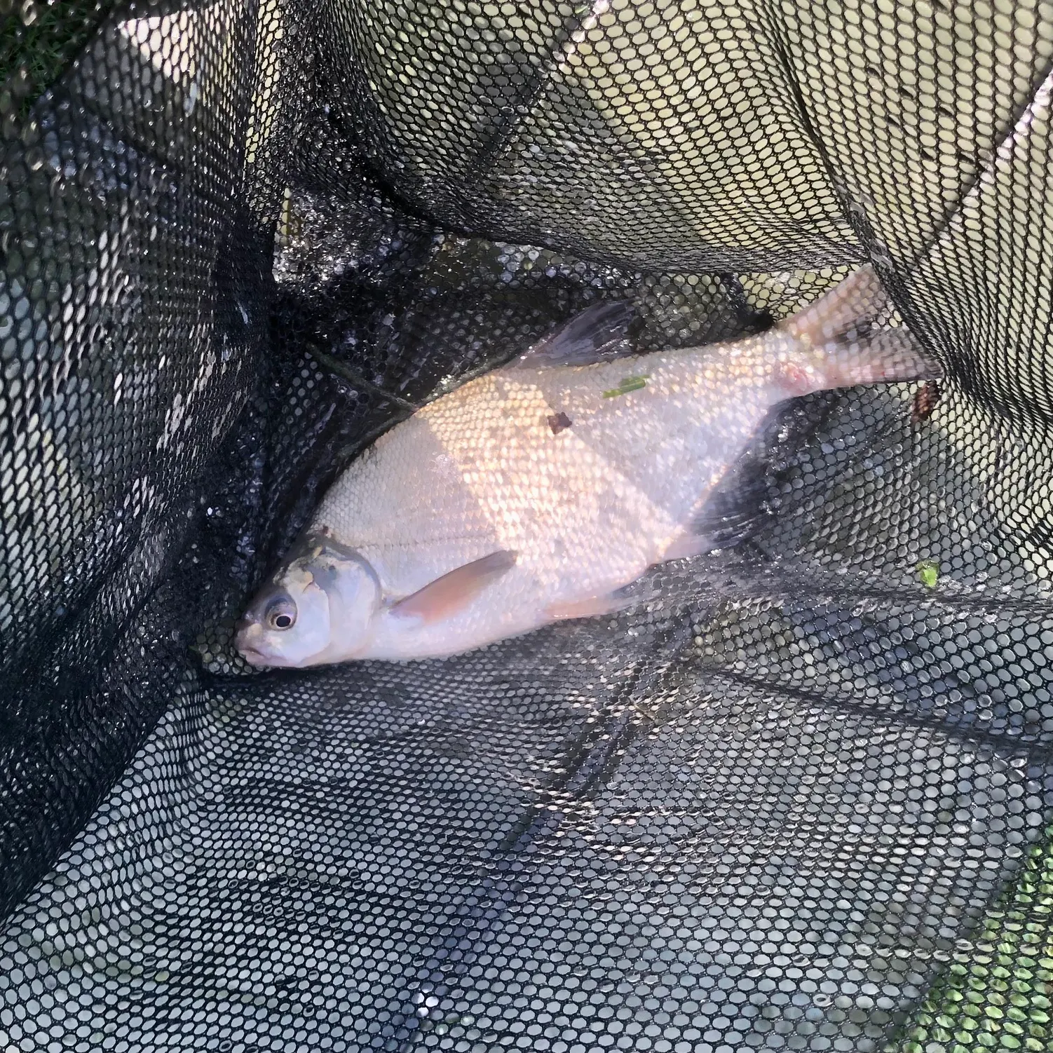 Common bream caught on Fishbrain