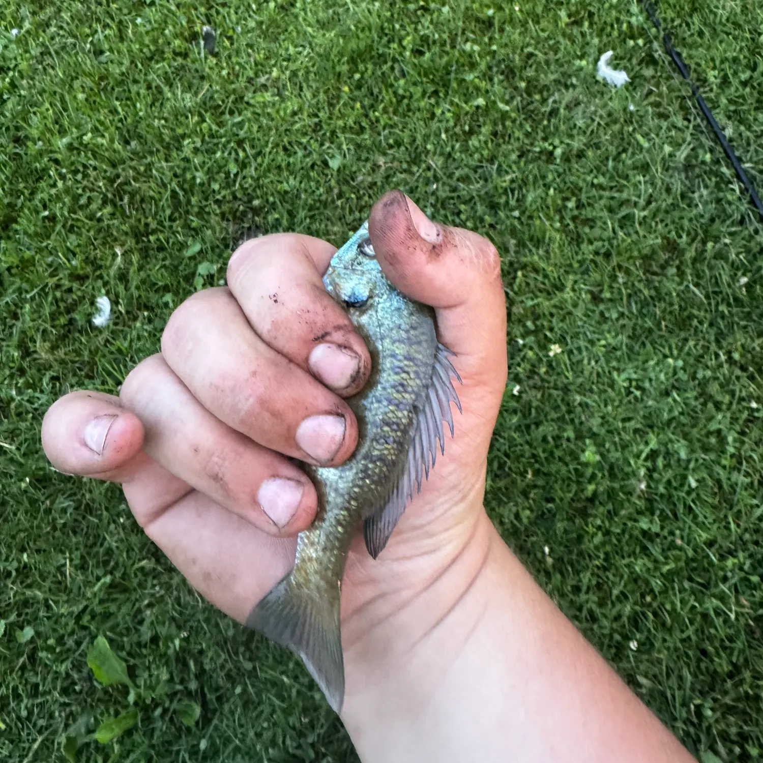 Bluegill caught on Fishbrain