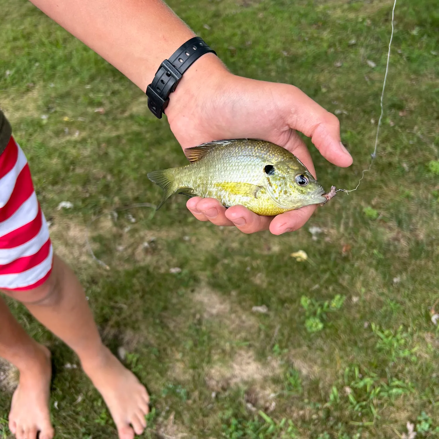 Pumpkingill hybrid caught on Fishbrain