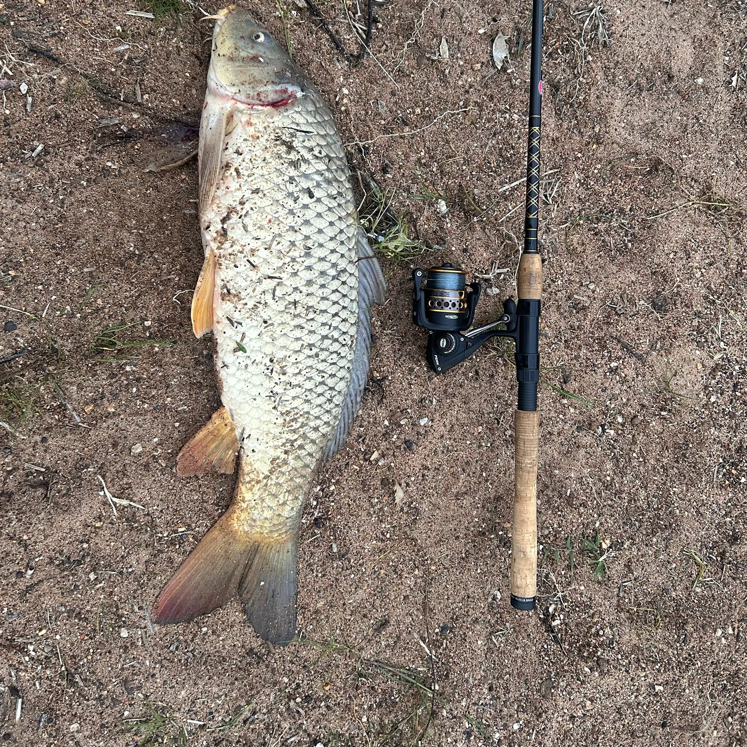 Common carp caught on Fishbrain