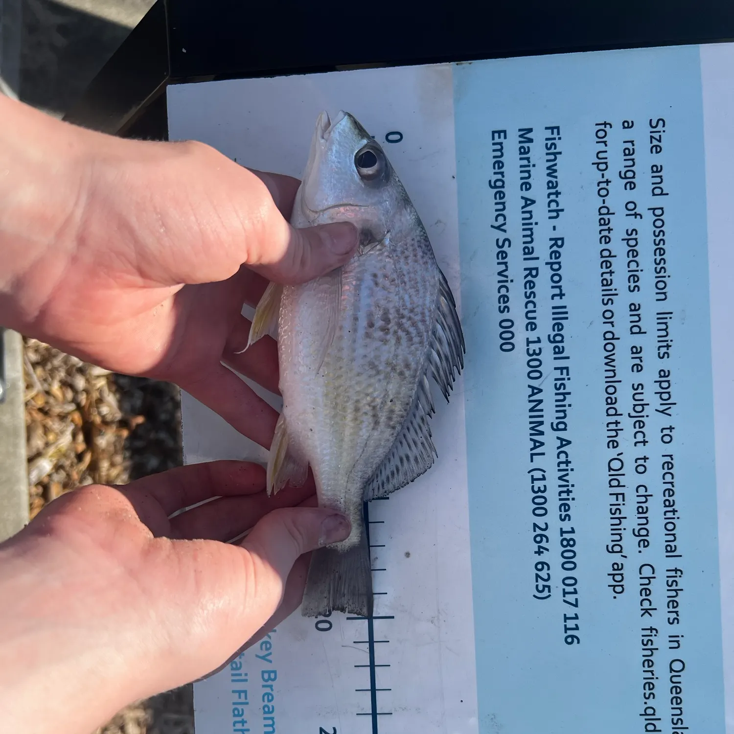 The most recent Javelin grunter catches on Fishbrain