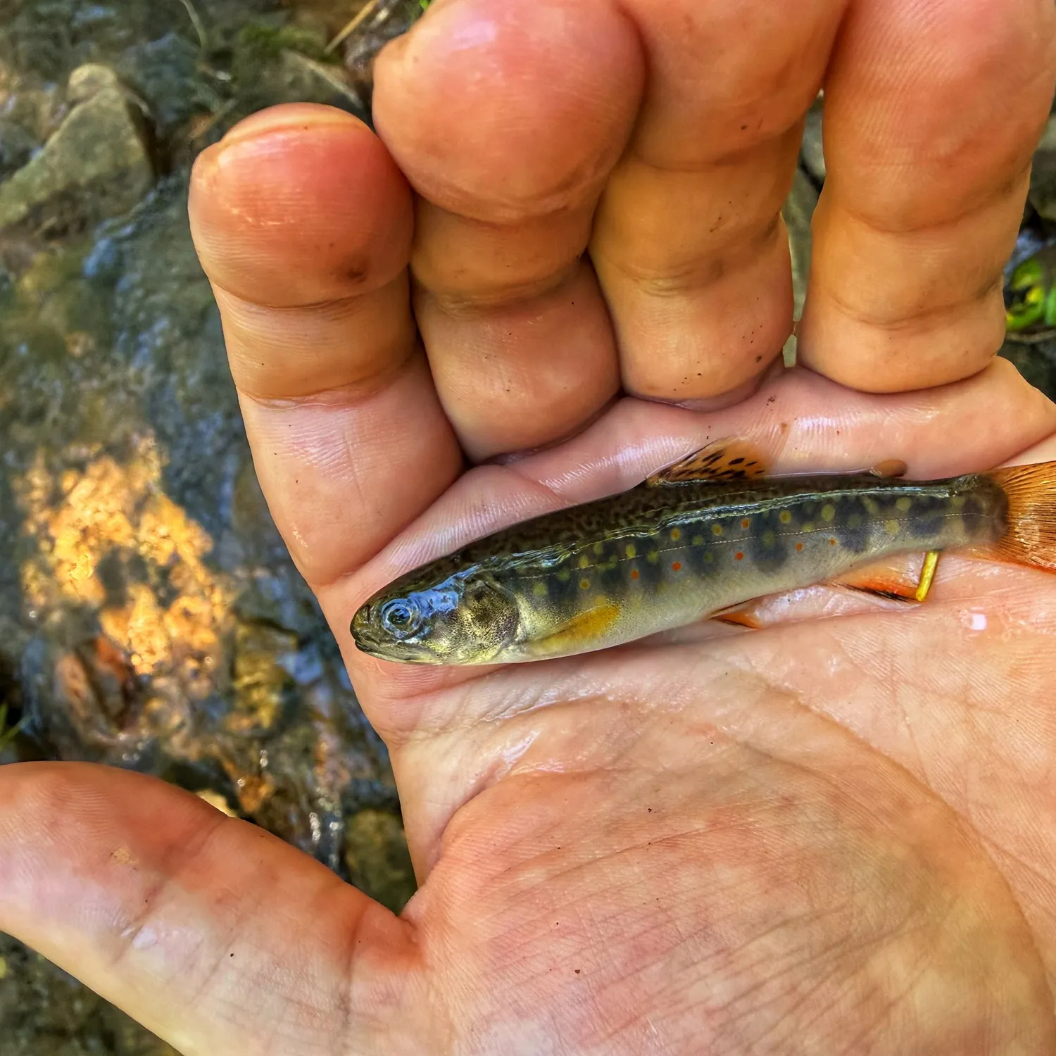 Brook trout caught on Fishbrain