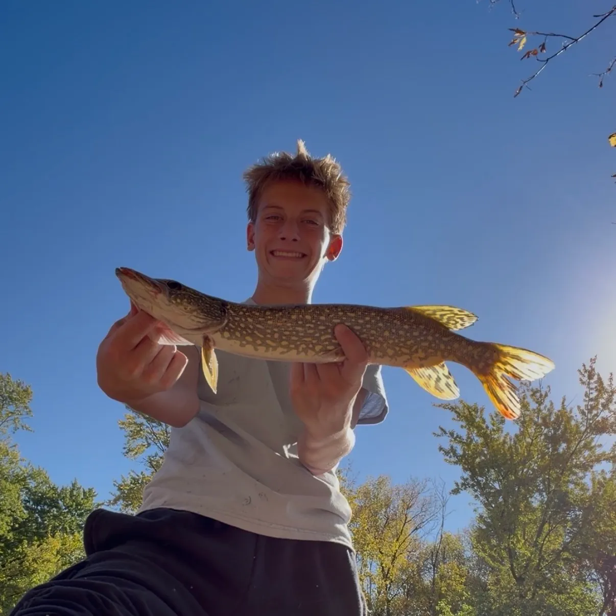 Northern pike caught on Fishbrain