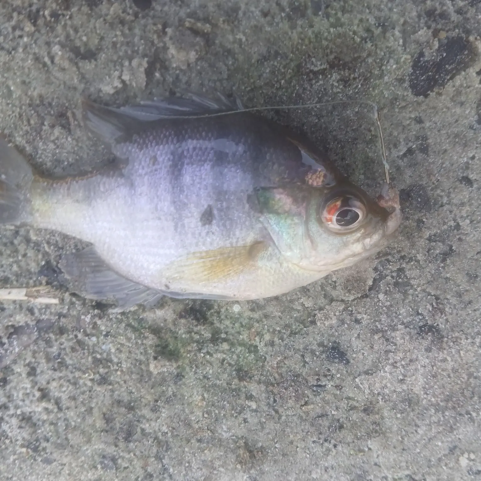 The most recent Coppernose bluegill catches on Fishbrain