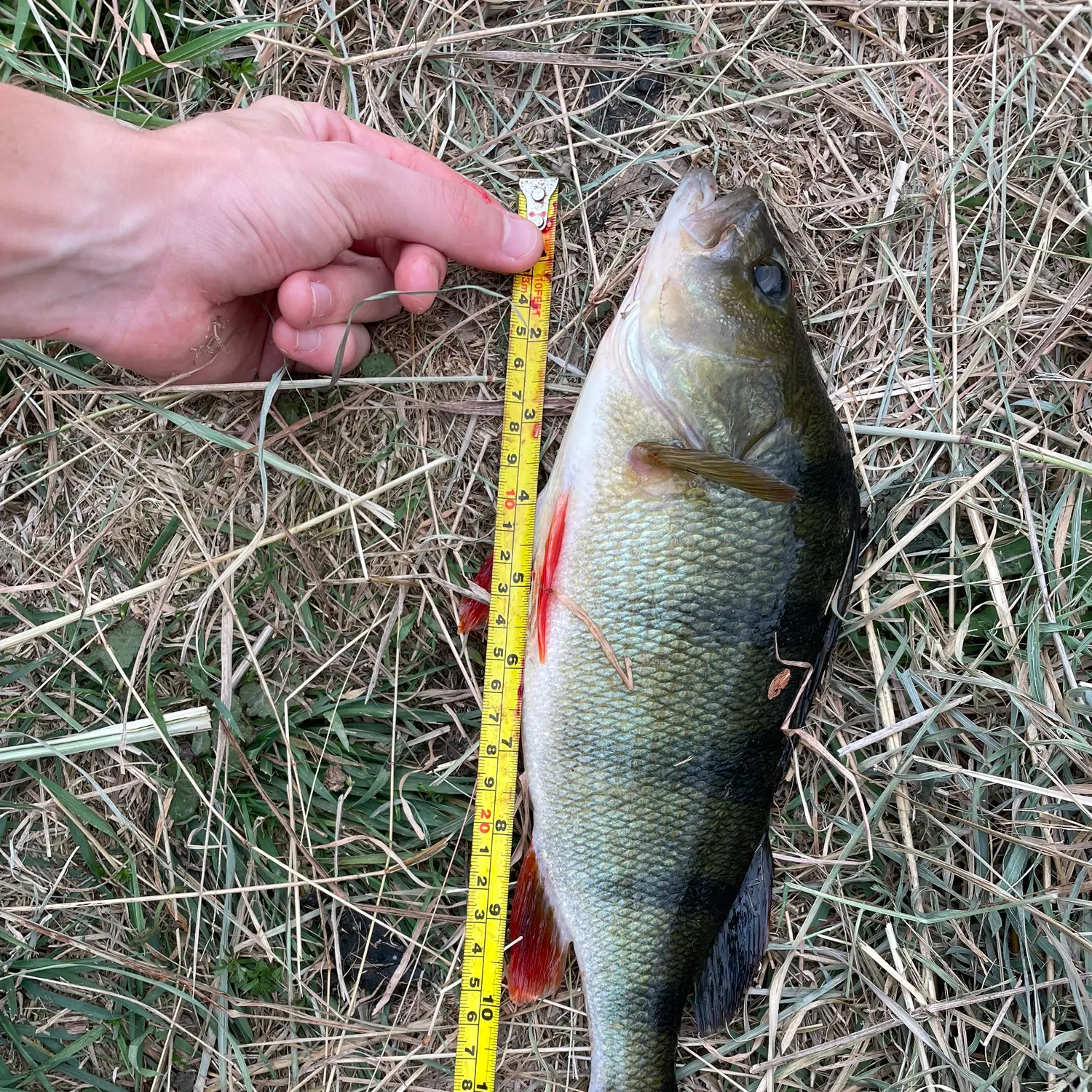 European perch caught on Fishbrain