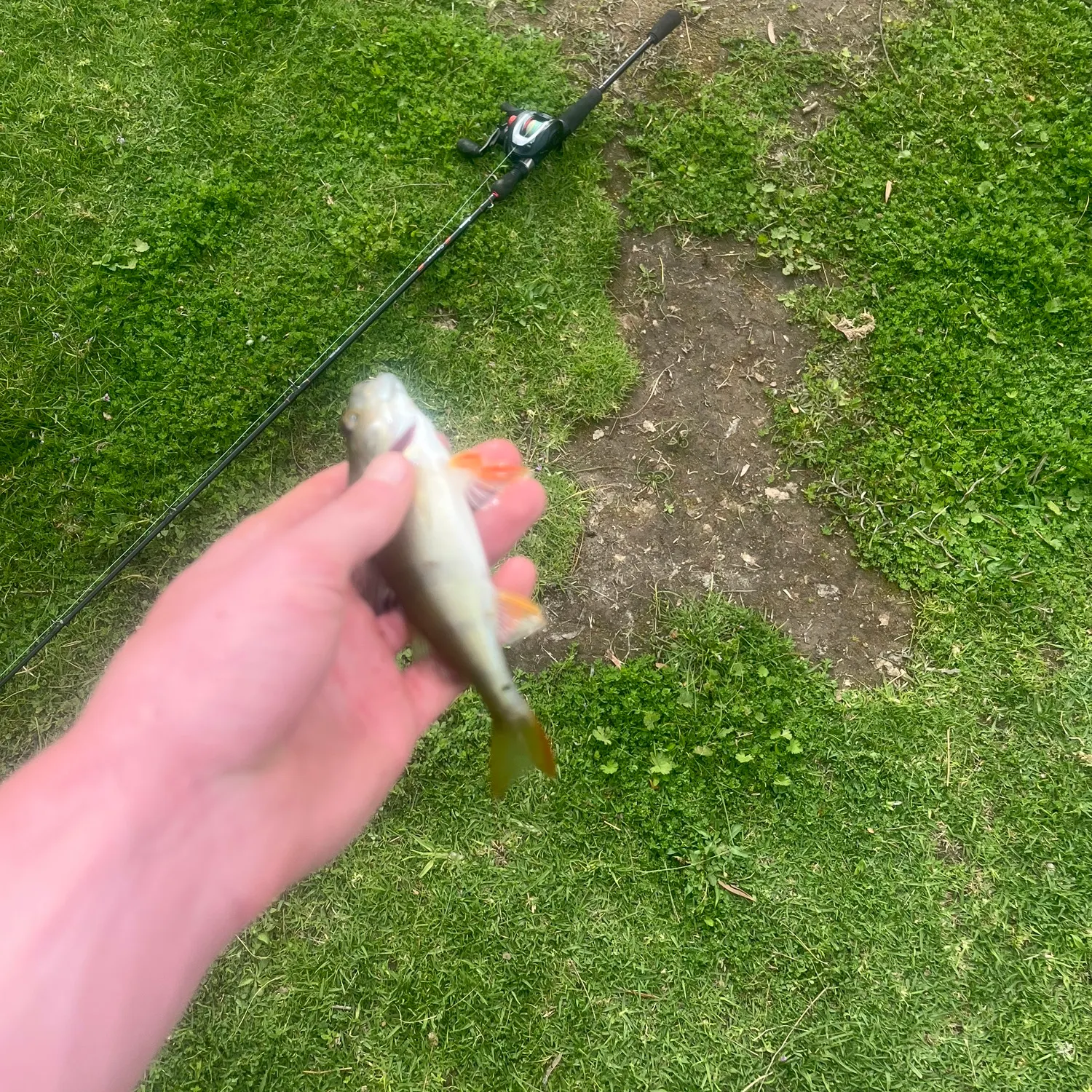 European perch caught on Fishbrain