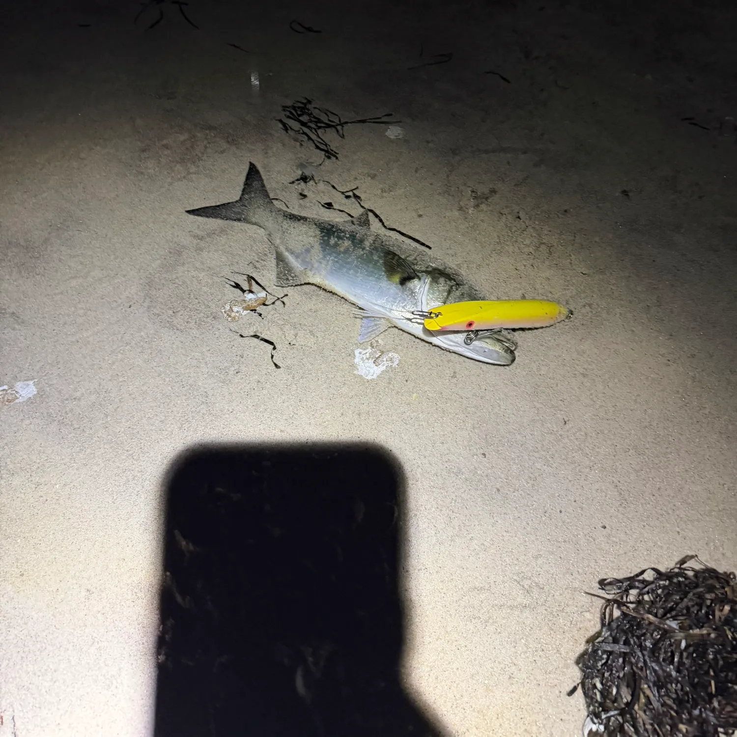 Bluefish caught on Fishbrain